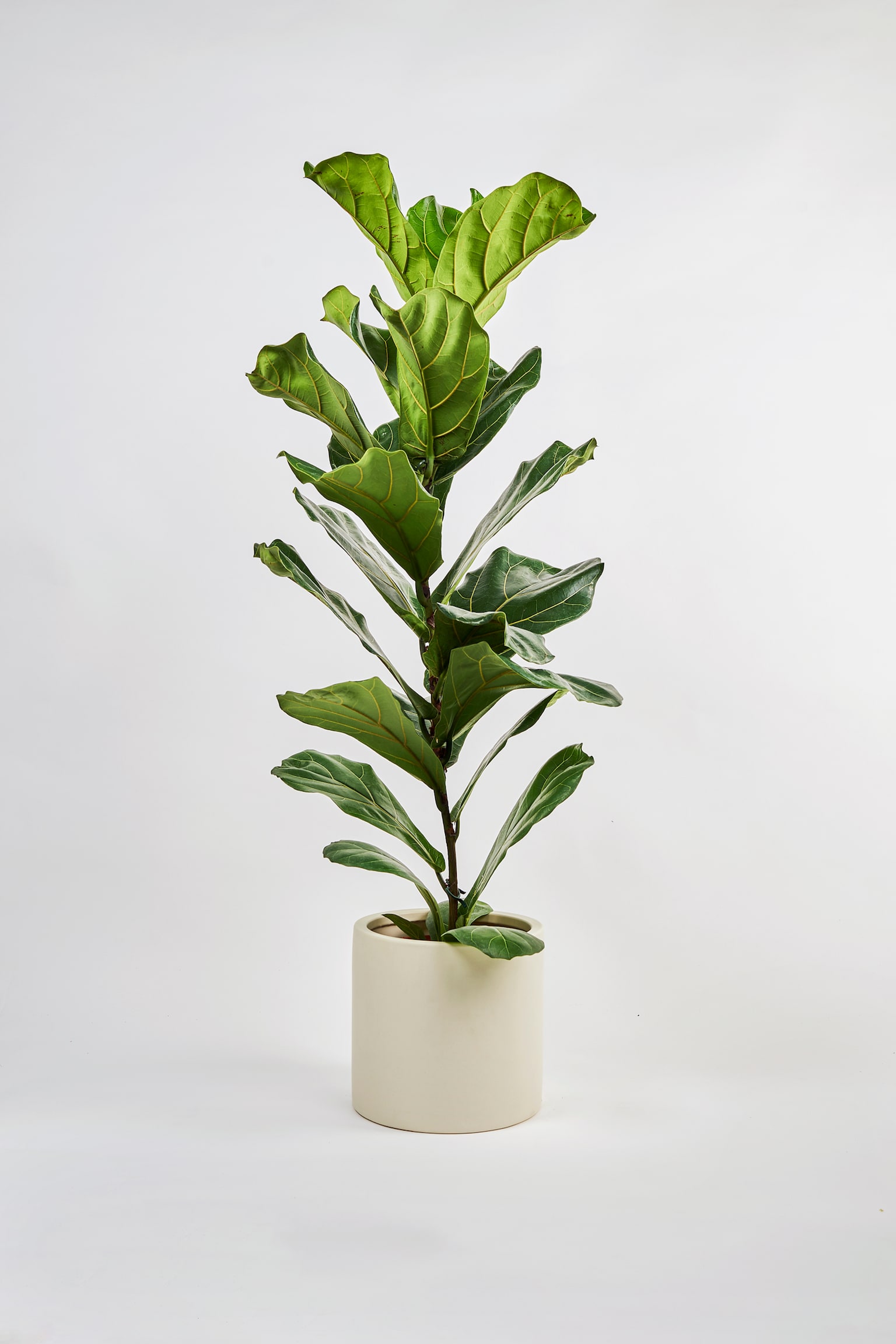 Fiddle Leaf Fig - H100cm - 1