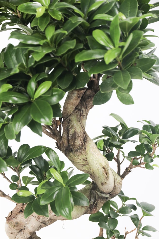 Ficus Ginseng S-shape - H 55cm - 2