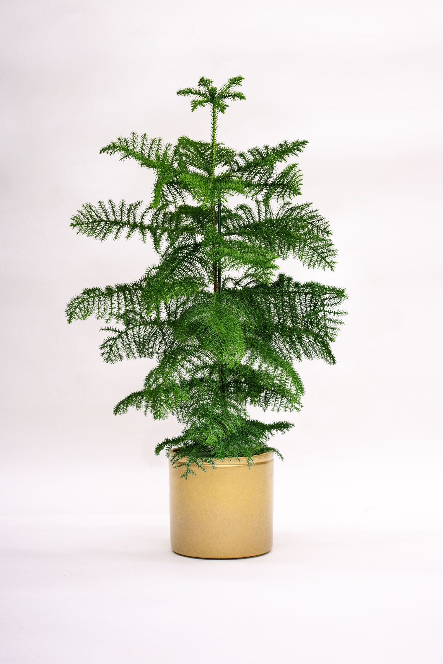 Beards & Daisies - Norfolk Pine - Green