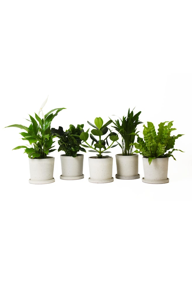 Air Purifying Plants - Blandning Av 5 - H 25cm - 1
