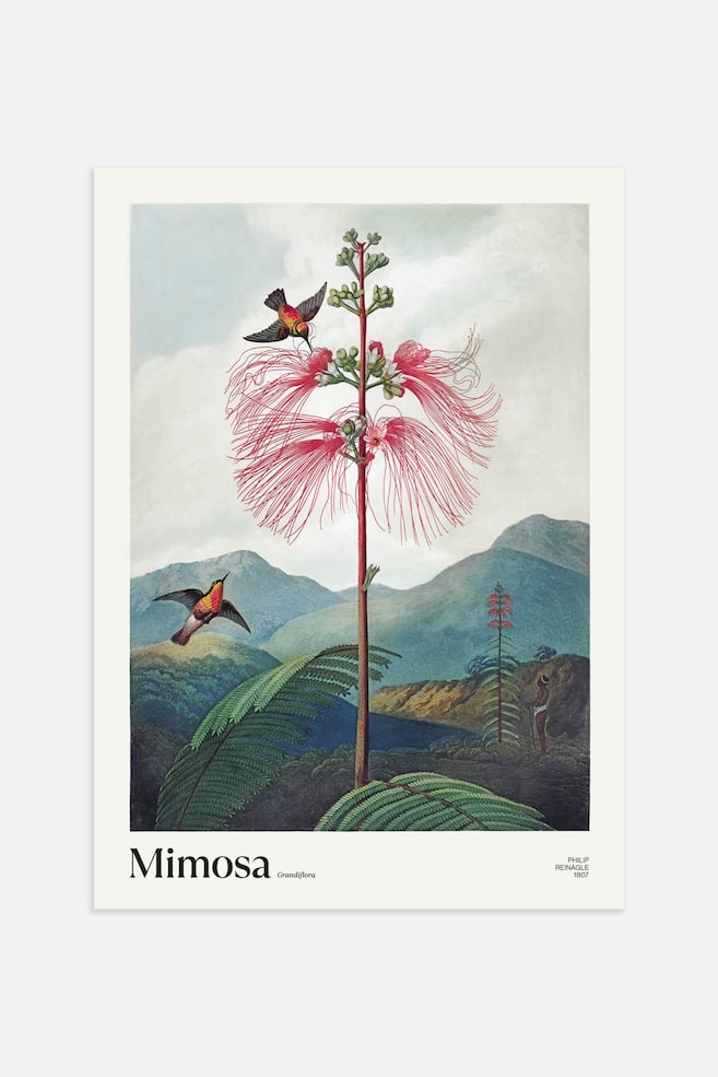 Mimosa Grandiflora Poster - Green/pink - 1