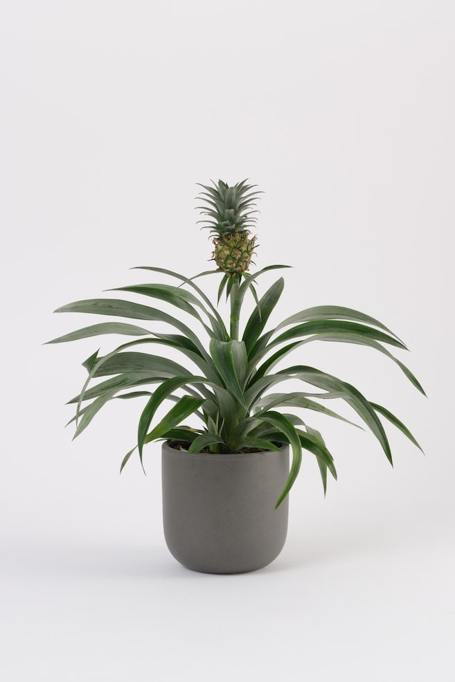 Pineapple Plant - H50cm - 1