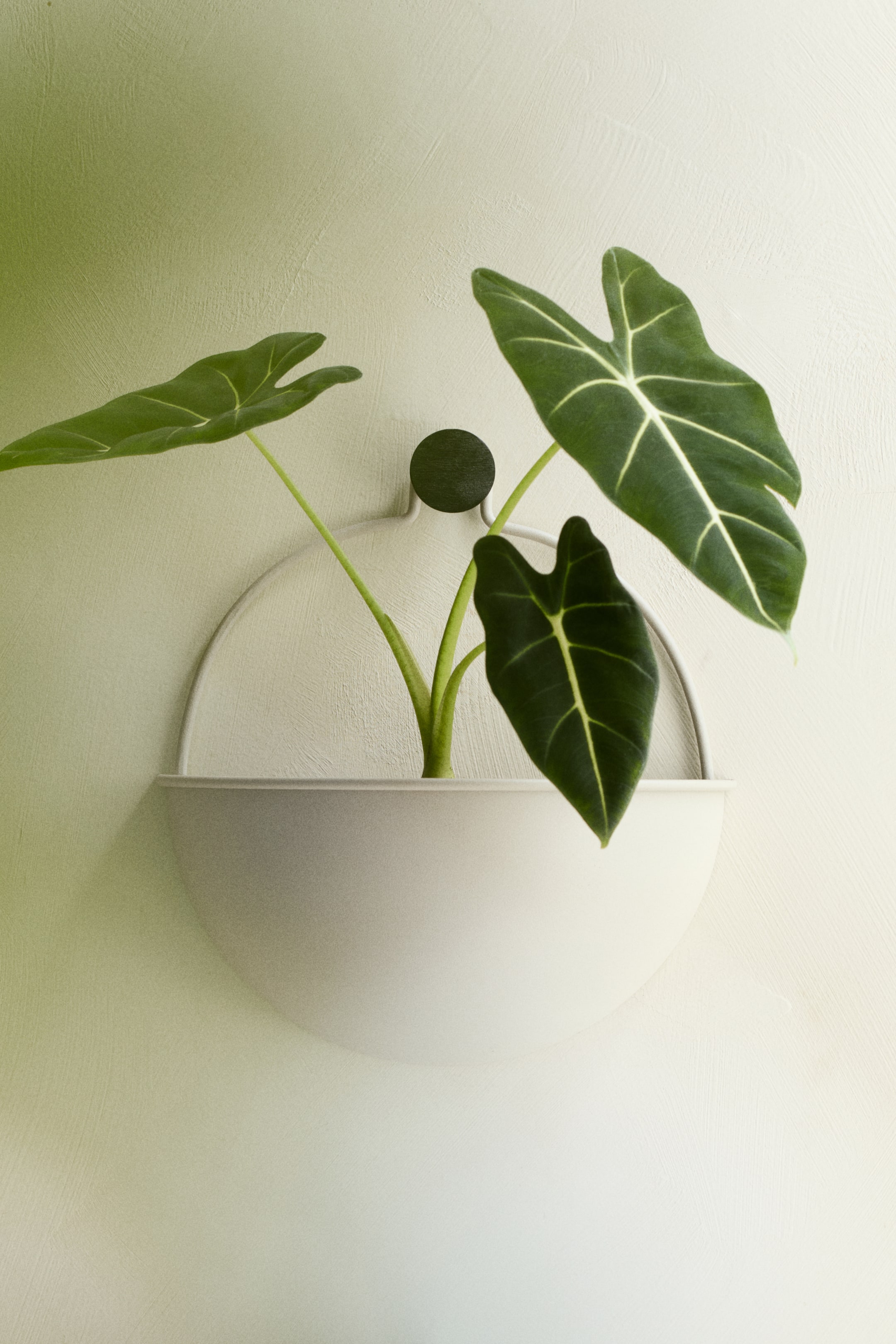 Visa större bild: En ljusgrå, halvcirkelformad väggkruka håller en växt med stora, mörkgröna blad och framträdande ljusa ådror. Krukan har en platt överkant och en böjd kropp, med ett tunt, böjt metallstöd som sträcker sig från dess baksida och fäster vid en mörk cirkulär väggknopp.
