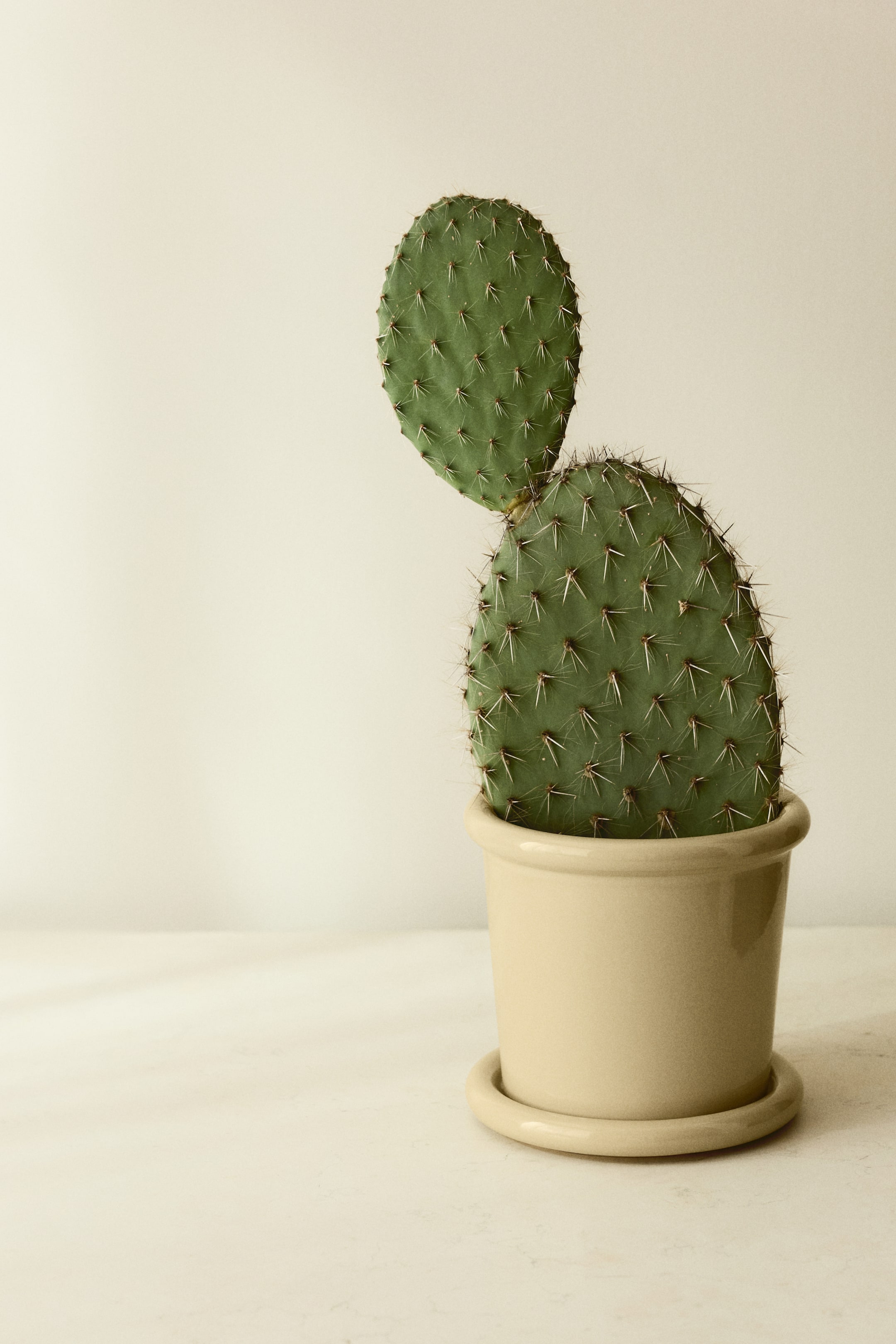 Agrandir l'image: Un cactus figuier de Barbarie présente deux raquettes vertes et ovales, chacune parsemée de petites épines. Le cactus pousse droit dans un pot en céramique beige avec une soucoupe ronde assortie.