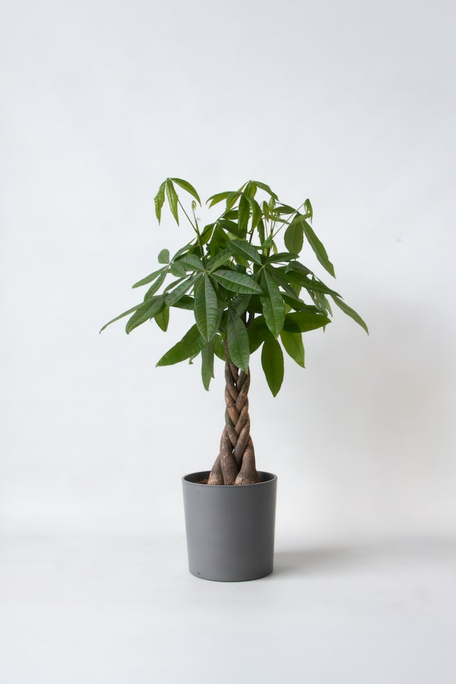 Un arbre à argent se tient droit, affichant un tronc brun tressé et des feuilles palmées vertes. Il est contenu dans un pot cylindrique gris. - 1