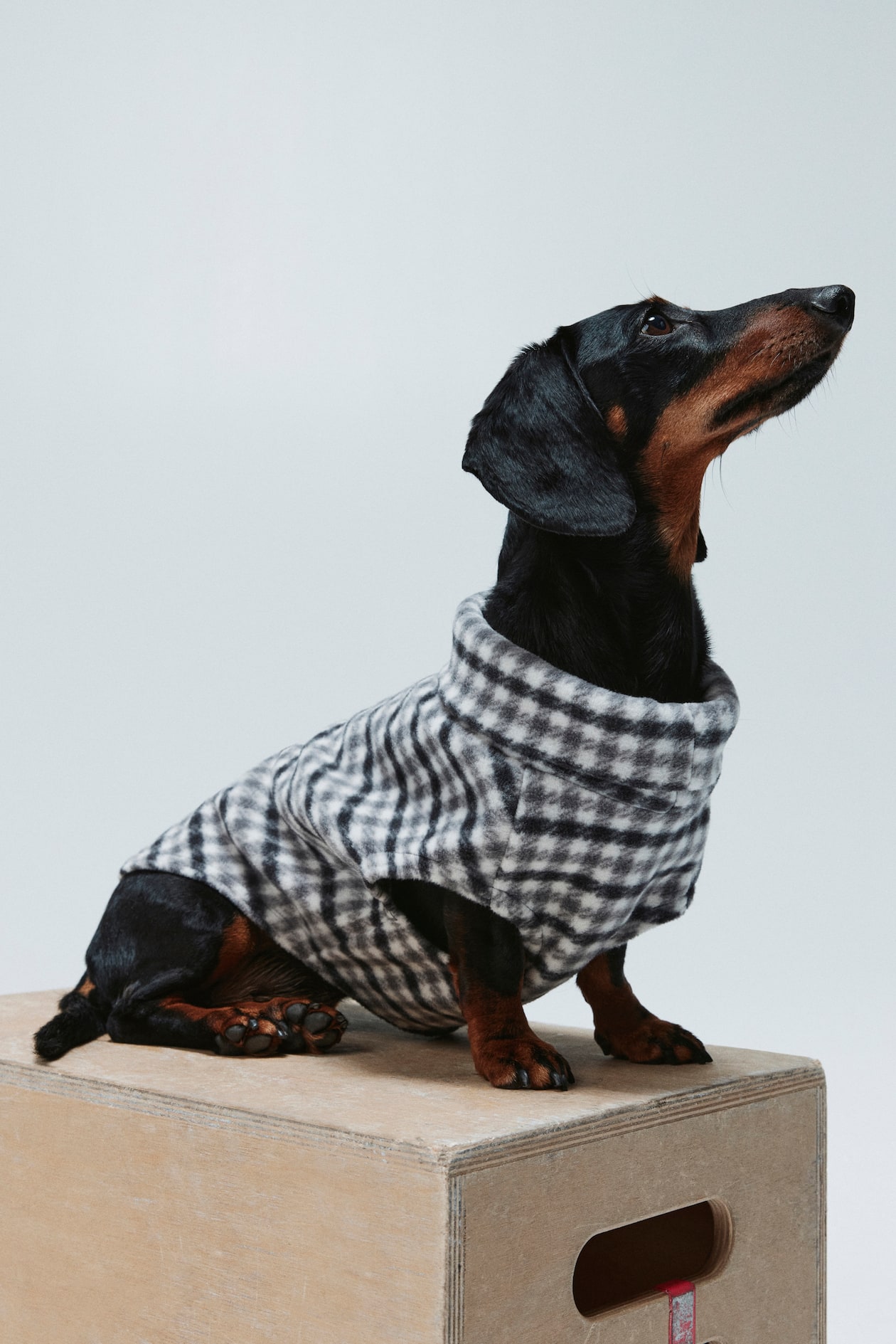 Chaleco para perros de verano, Camiseta con tamp... - Vicedeal