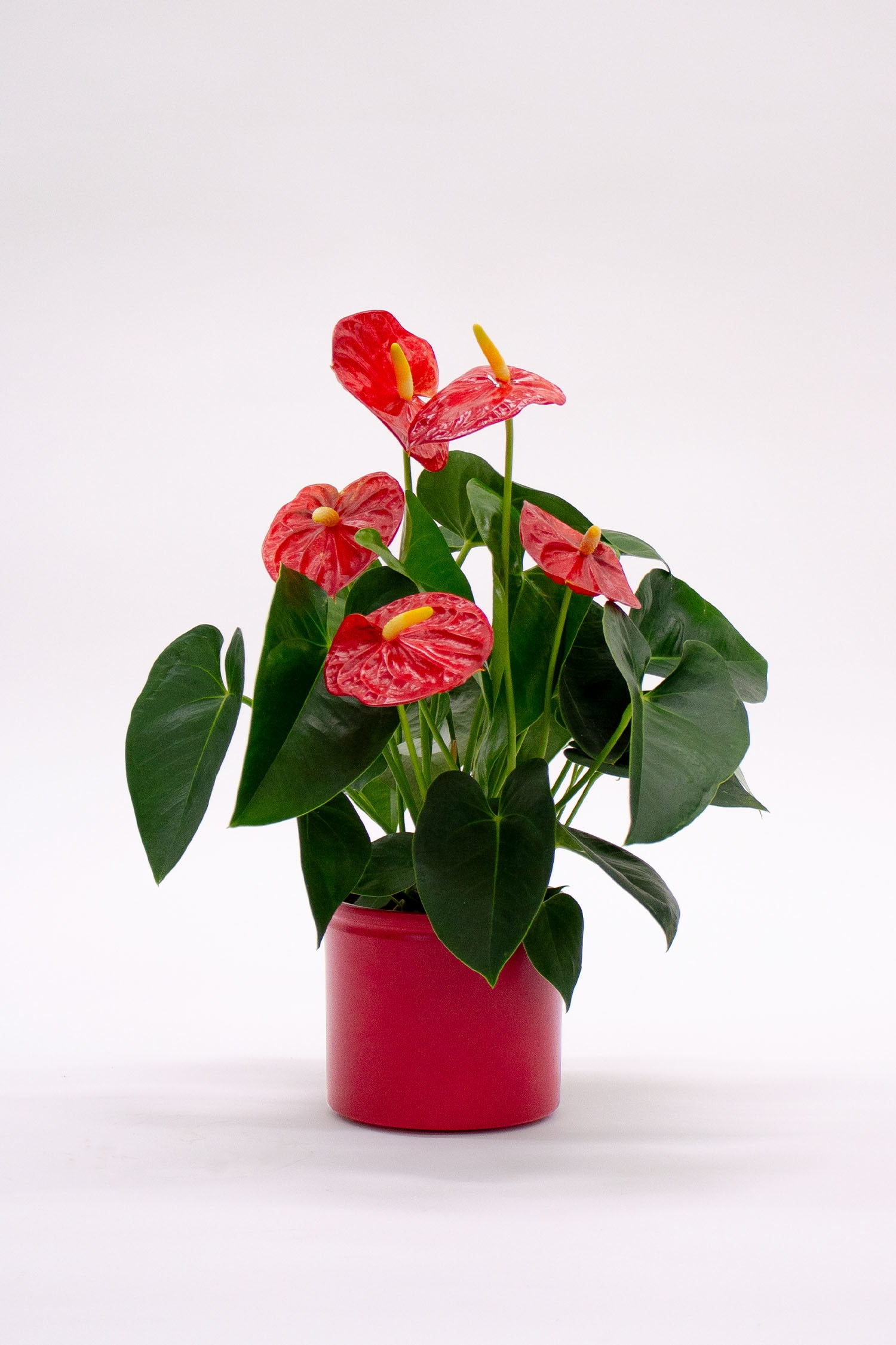 Beards & Daisies - Red Anthurium - H40cm