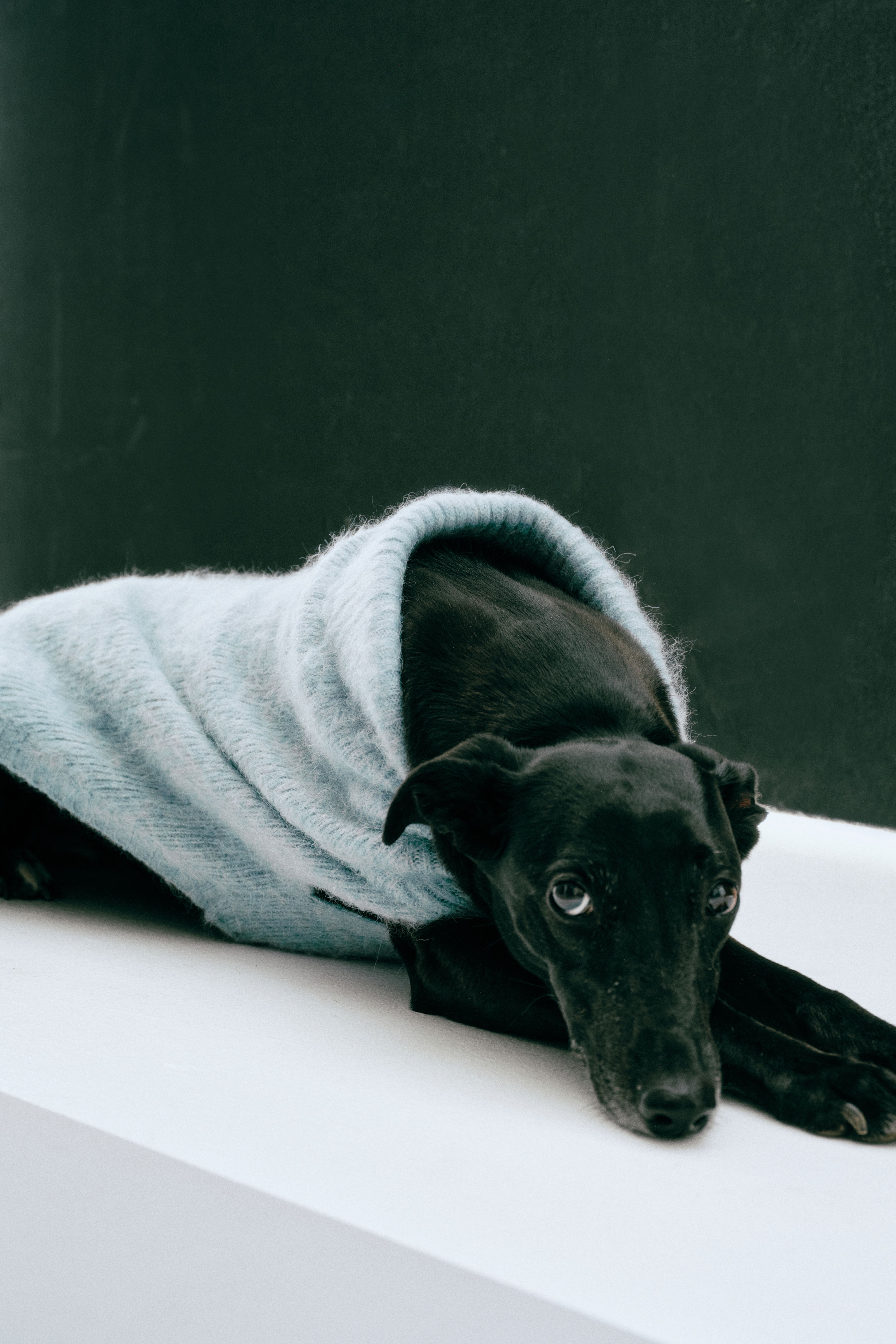 Chandail pour chien en tricot duveteux