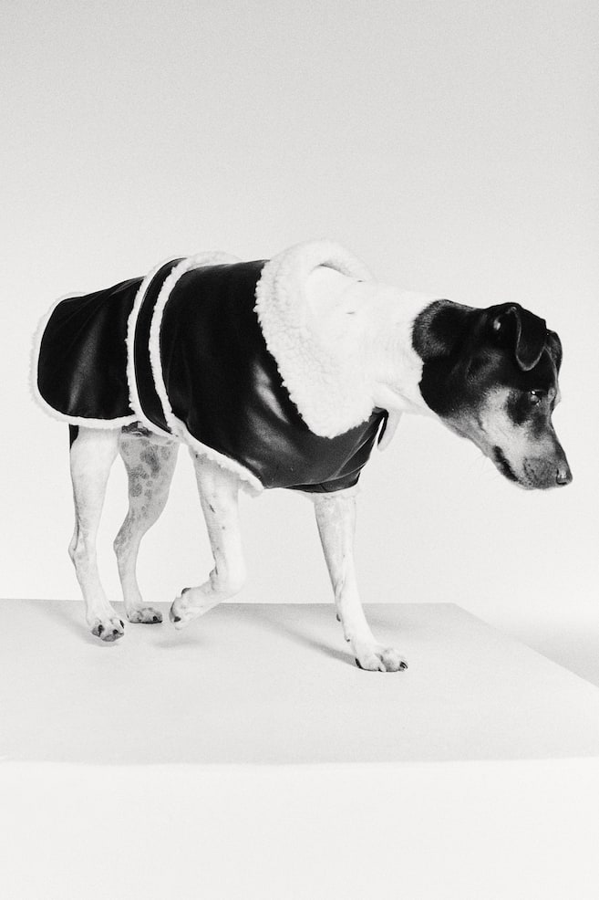 Teddy-lined dog jacket - Black - 3