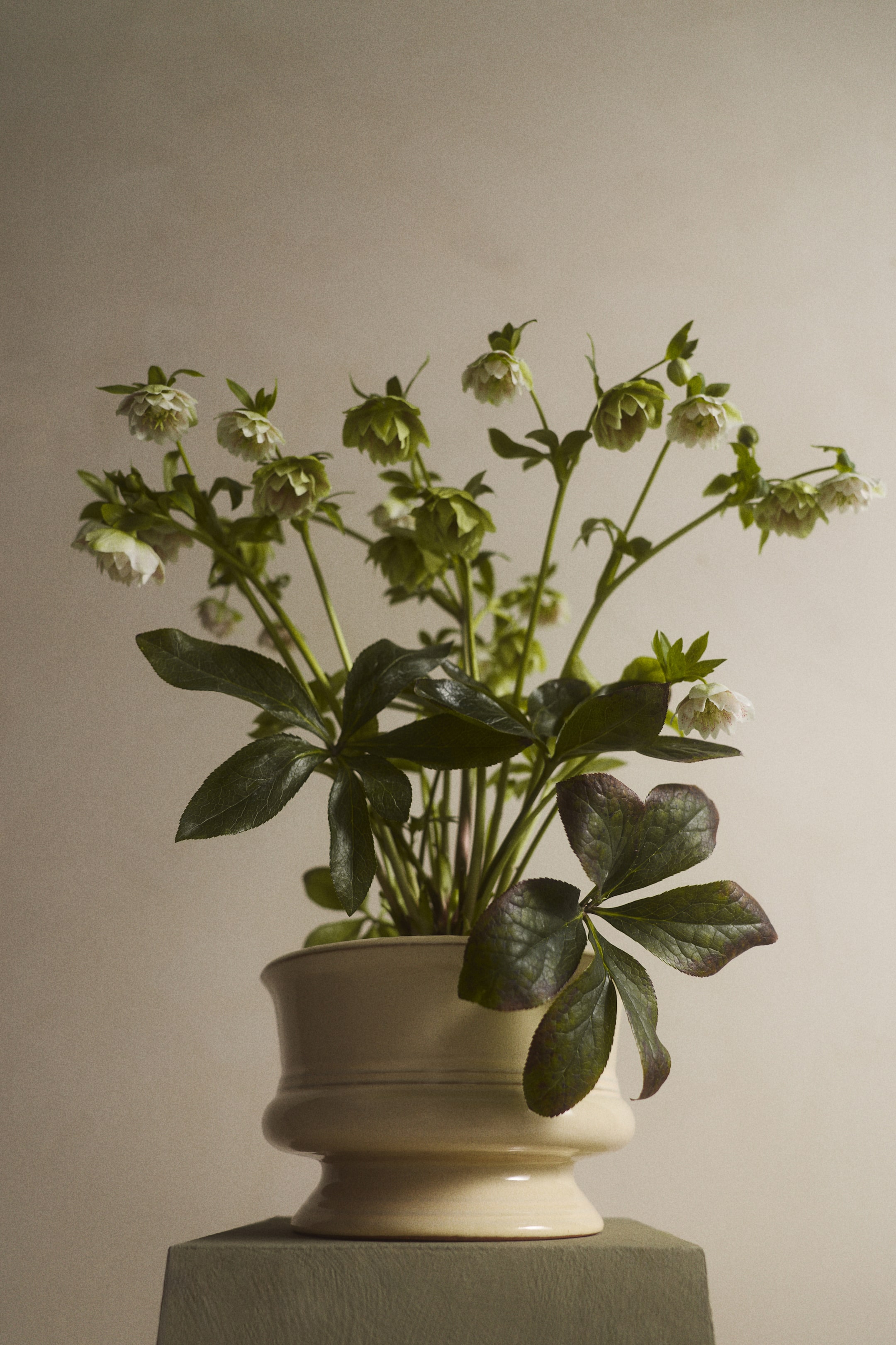View larger image: A plant is showcased in a cream-coloured ceramic pot, boasting multiple stems adorned with dark green leaves, some tinged with reddish hues, and light green and white bell-shaped flowers. The pot is crafted with a flared rim and a pedestal base.