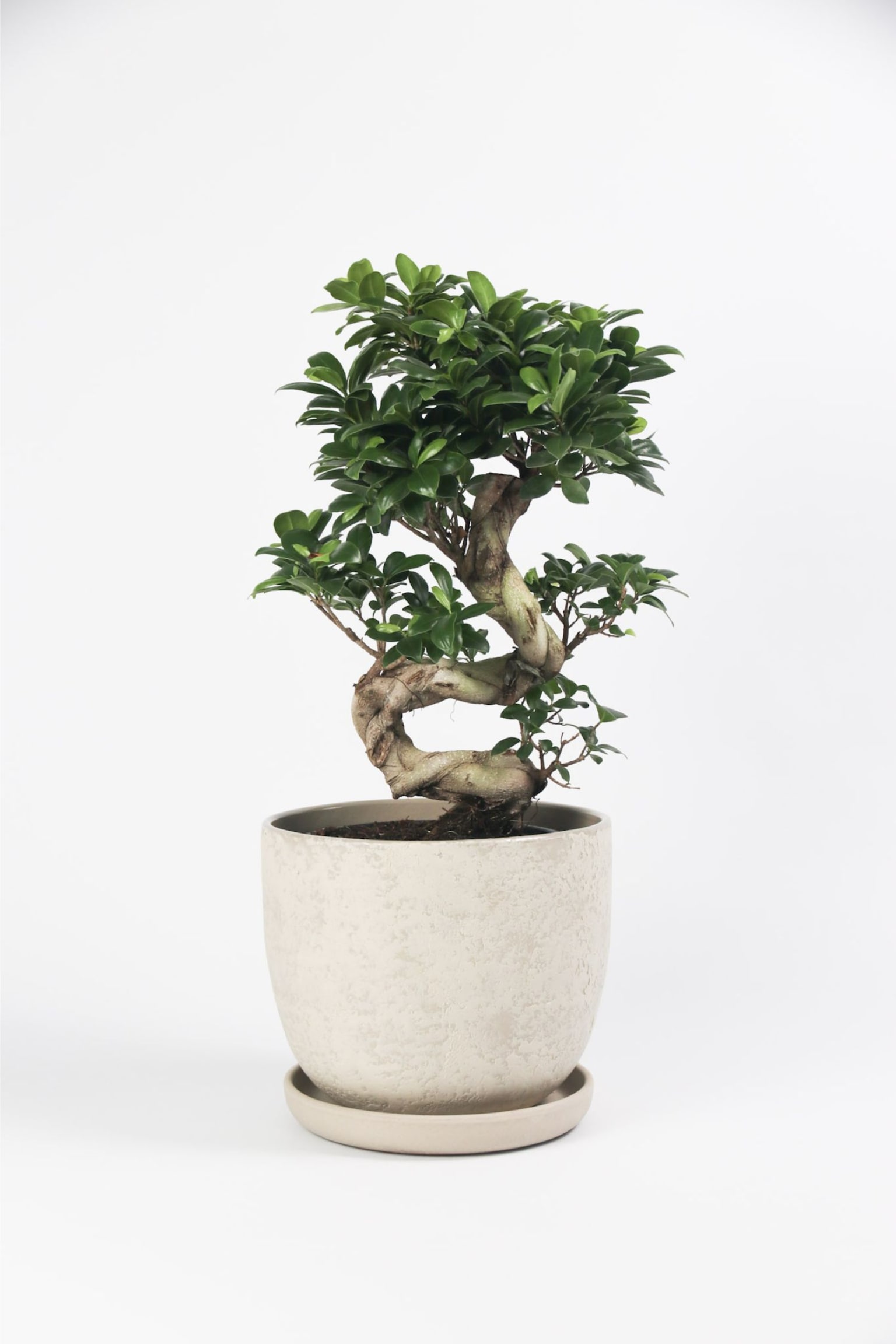 Ficus Ginseng S-shape - H 55cm - 1