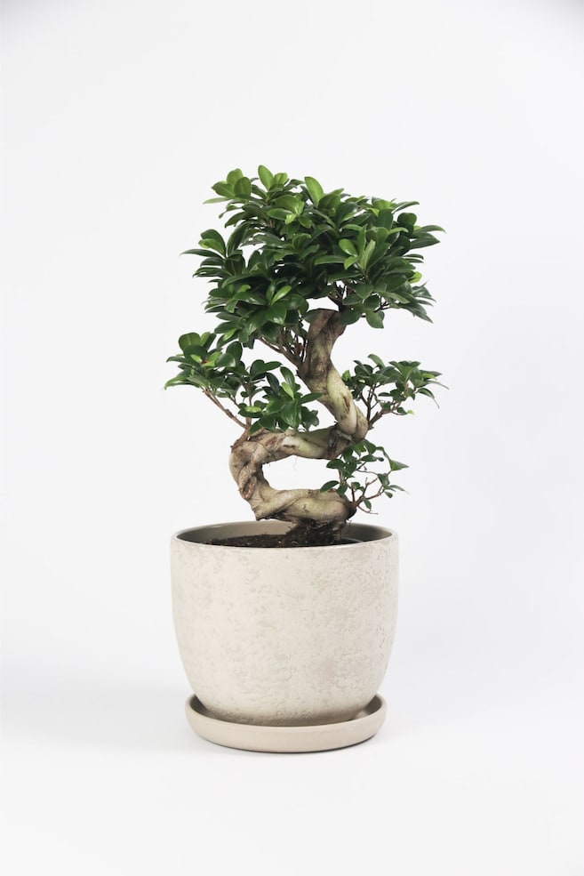 Ficus Ginseng S-shape - H 55cm - 1