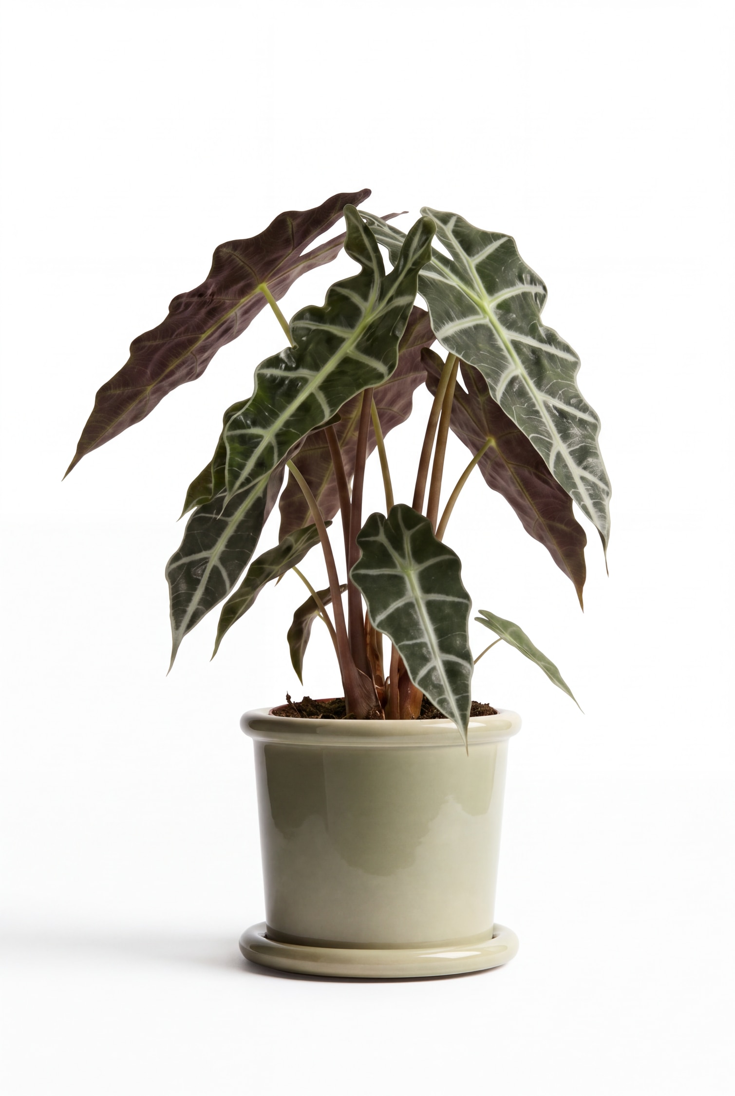 Ein glänzender, salbeigrüner Keramik-Pflanztopf mit passendem Untersetzer hält eine Alocasia-Pflanze mit dunkelgrünen, pfeilförmigen Blättern mit markanten weißen Adern. Der zylindrische Pflanztopf zeigt eine glatte, reflektierende Glasur und einen leicht gerollten Rand und steht auf seinem flachen Keramik-Untersetzer.