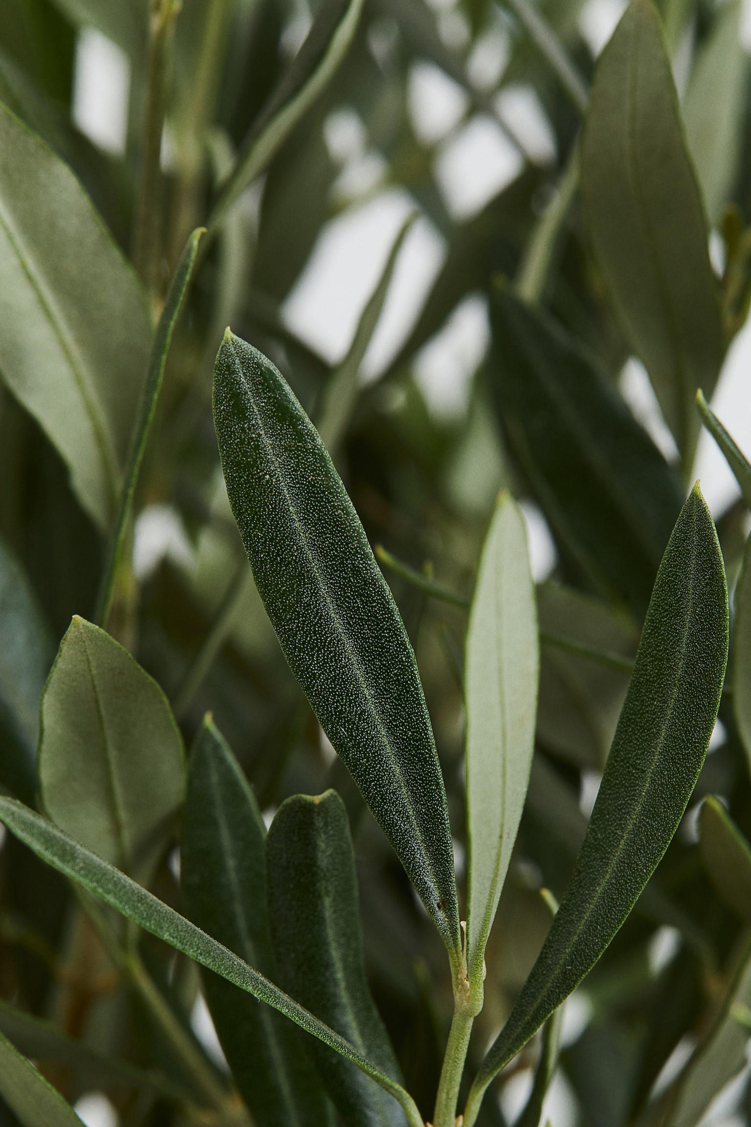 Olea Europaea - H 80cm - 2