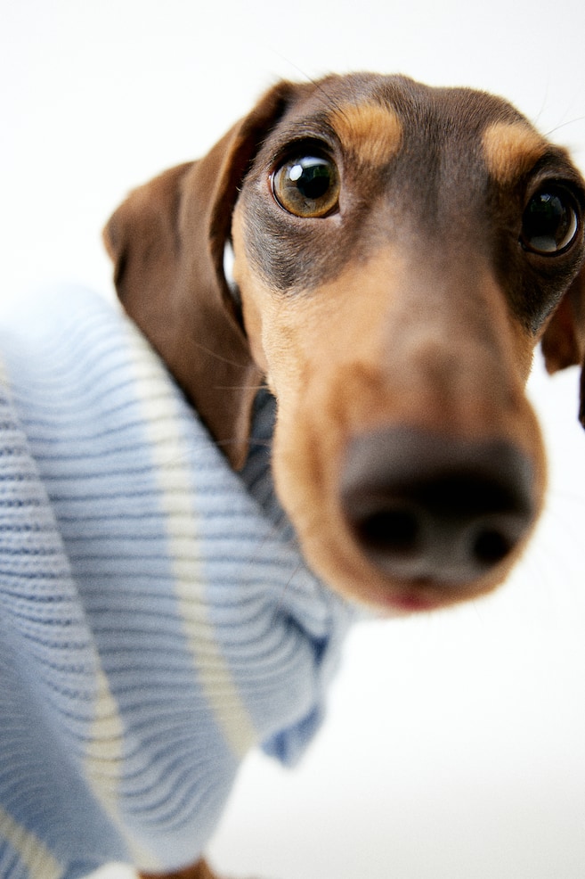 Rib-knit dog jumper - Light blue/Striped/White/Striped/Black/Striped - 1