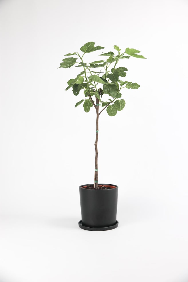 Figuier Ficus Carica - H 80cm - 1
