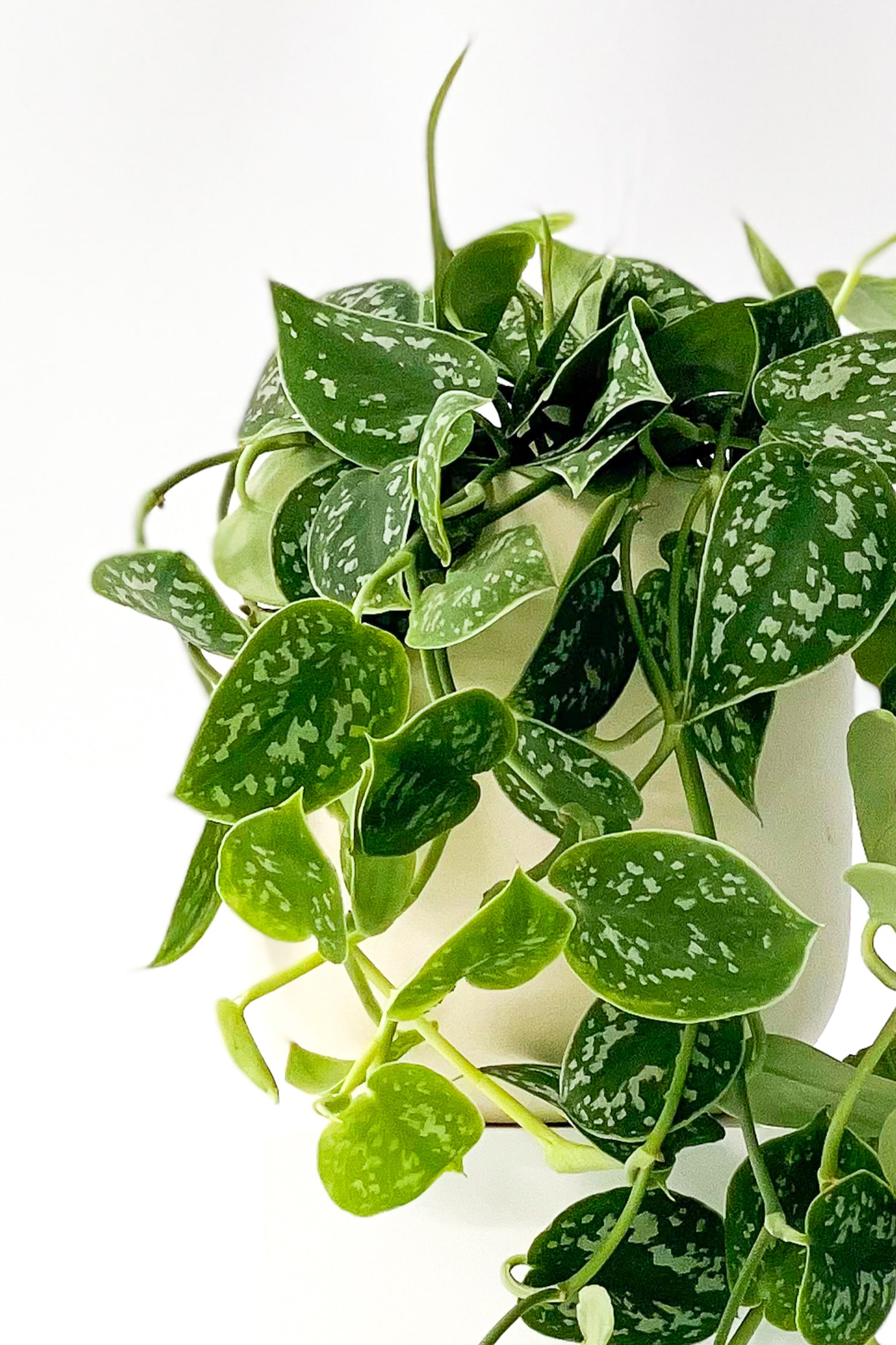 Hanging Satin Pothos - H30cm - 3