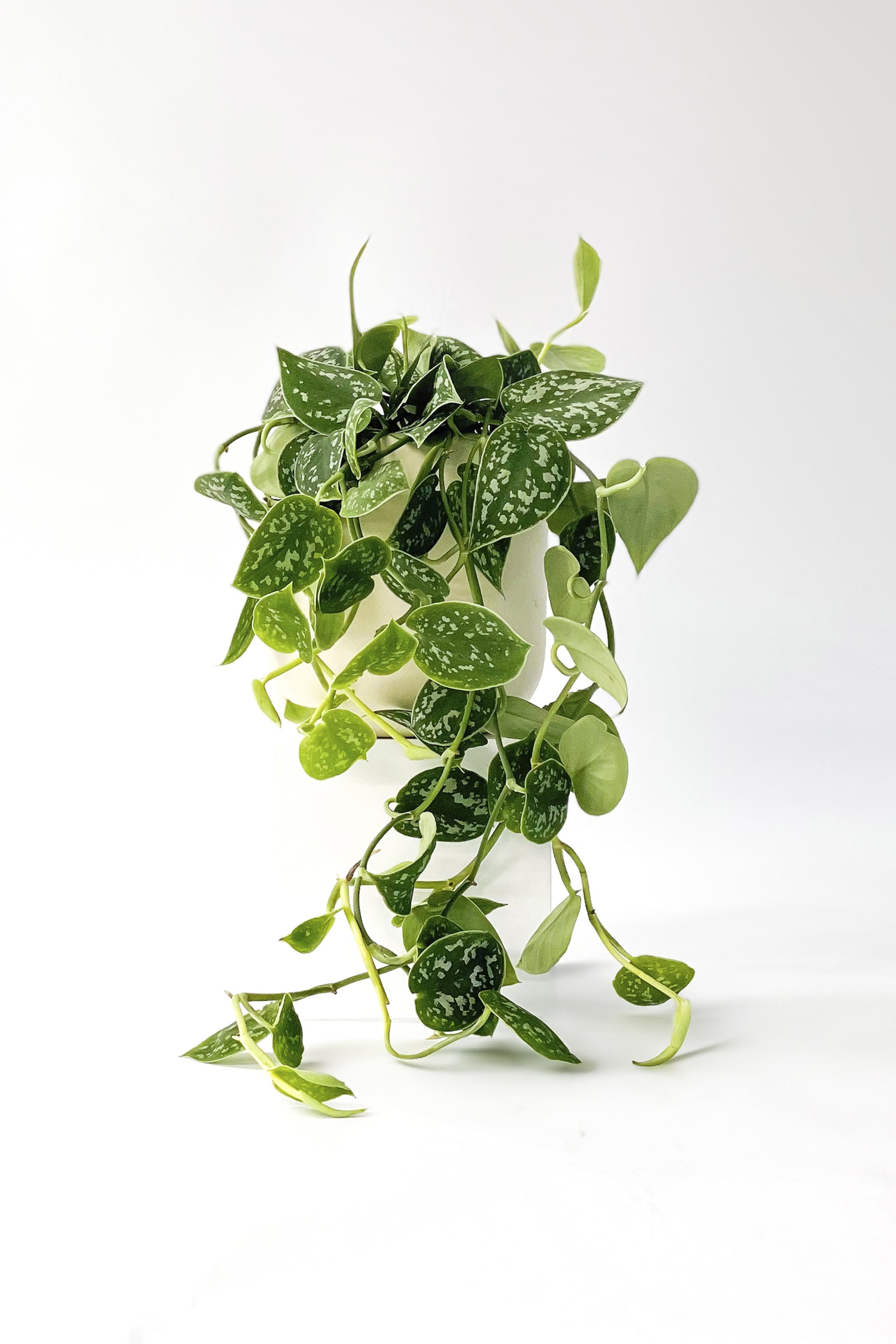 Hanging Satin Pothos - H30cm - 1