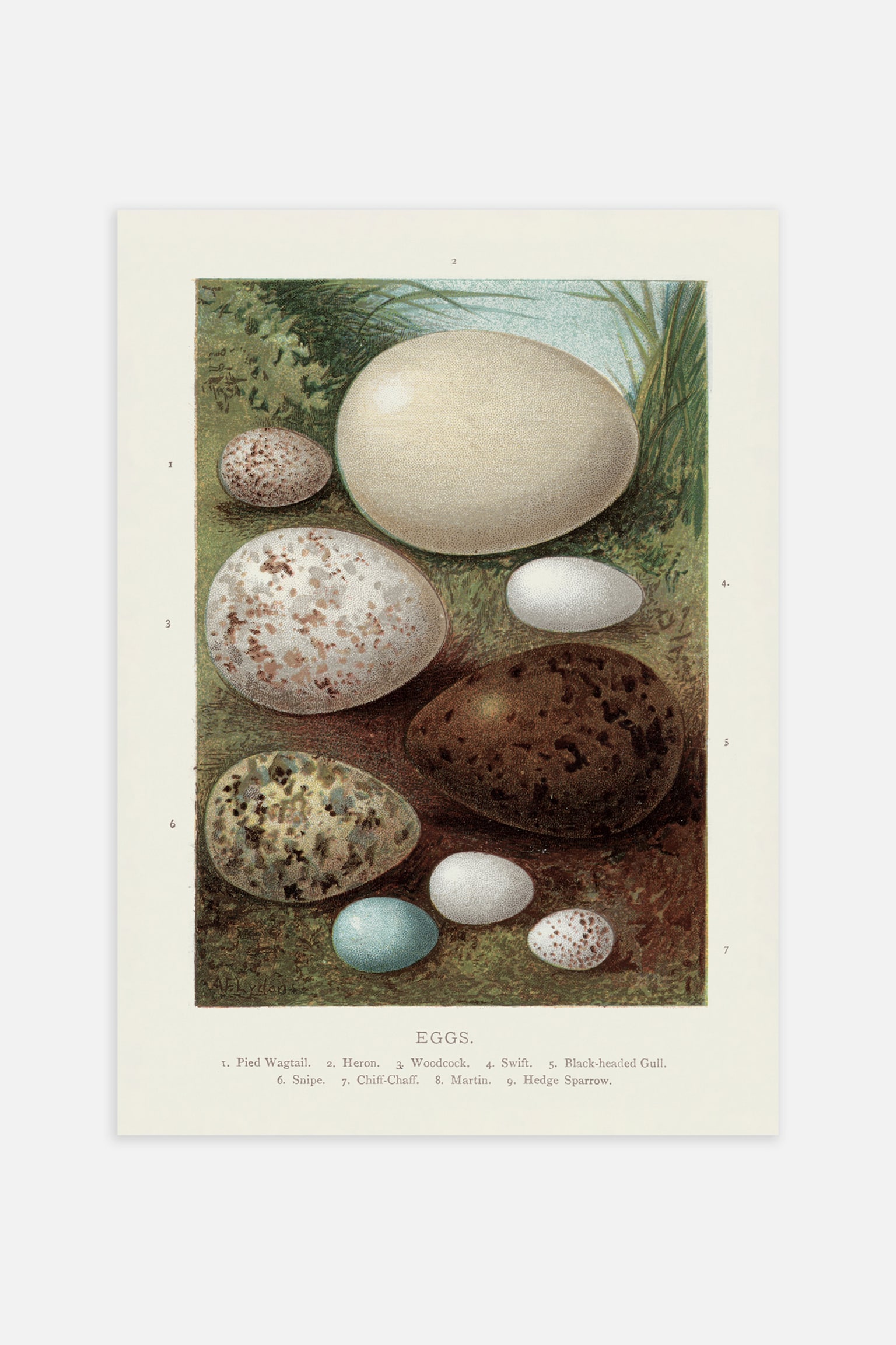 Vintage Bird Eggs Poster - Beige/brown/green - 1