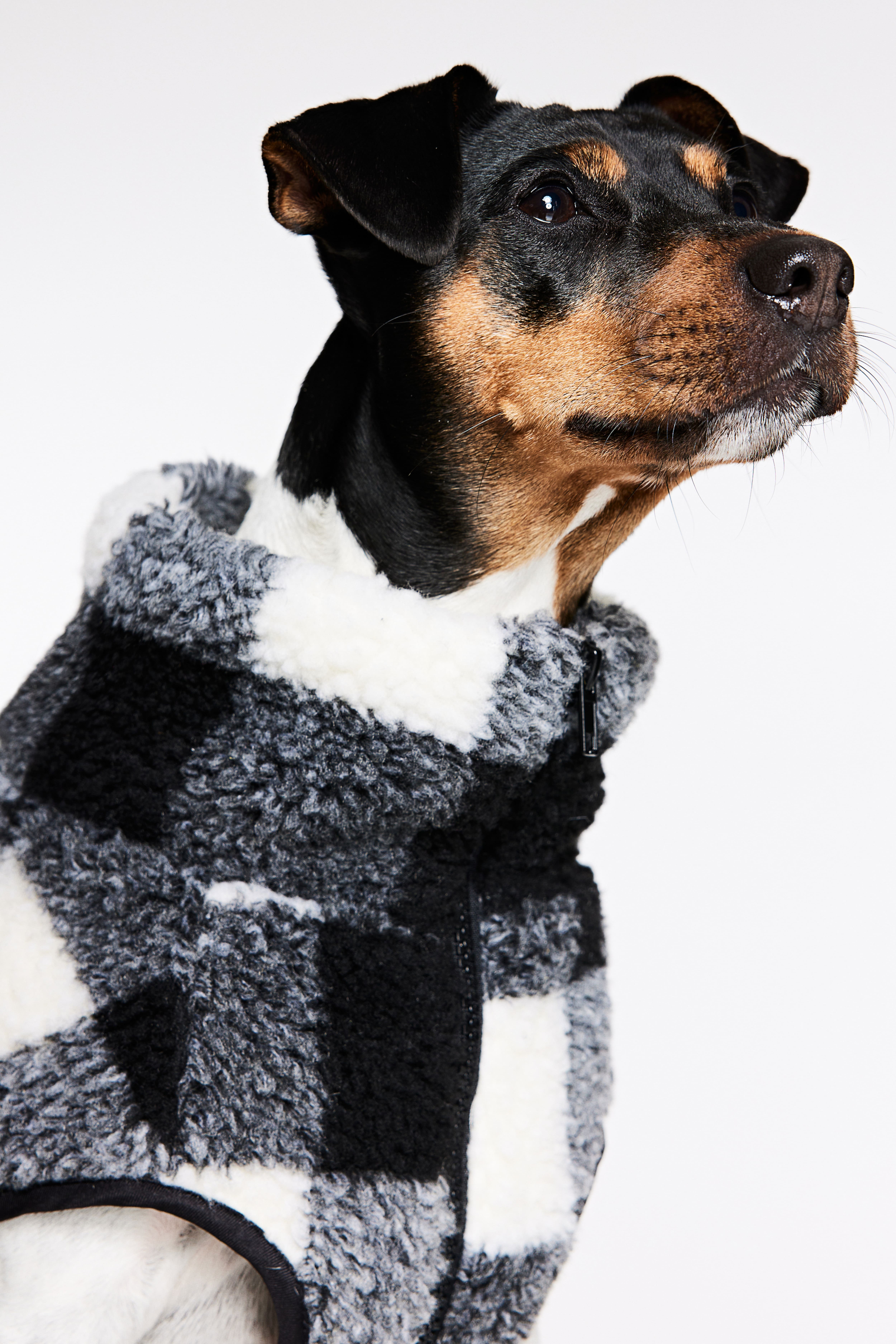 H&m deals dog clothes