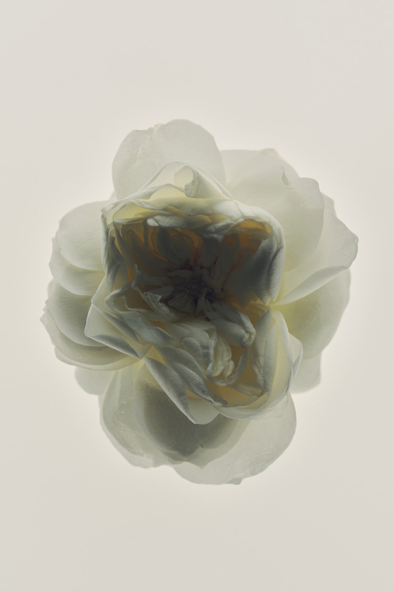 Modern Minimalist Fragrance - image 5