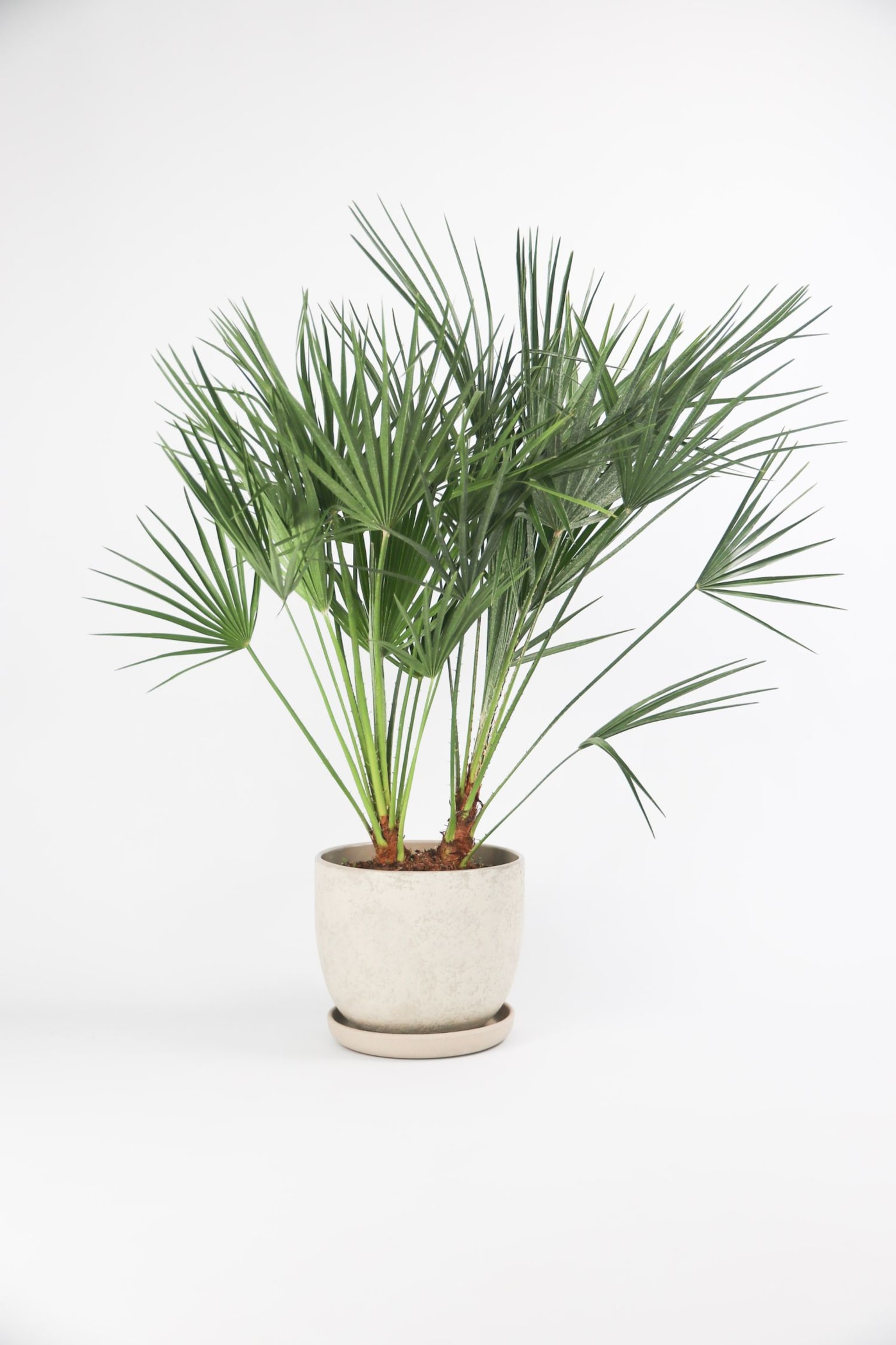 Chamaerops Humilis "european Dwarf Palm" - H 70cm - 1