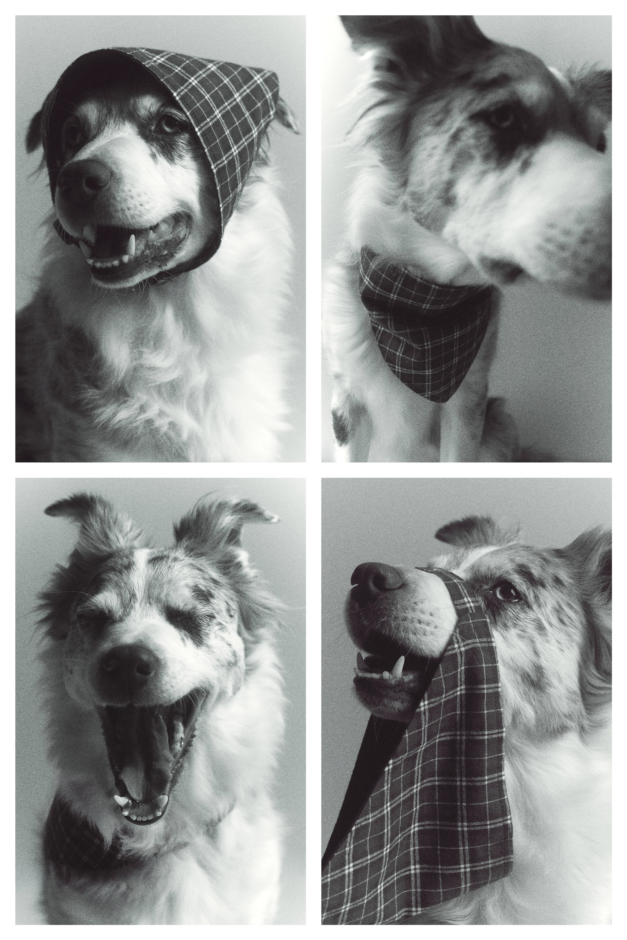 Größeres Bild ansehen: Ein doppellagiger Flanell-Haustierschal mit Karomuster wird in einer Vierer-Panel-Ansicht gezeigt und демонstiert verschiedene Tragemöglichkeiten an einem Hund. Der Schal erscheint als Kopfbedeckung, als klassisches Halstuch und über die Schnauze drapiert, wobei der verstellbare Riemen und der Schnallenverschluss hervorgehoben werden.