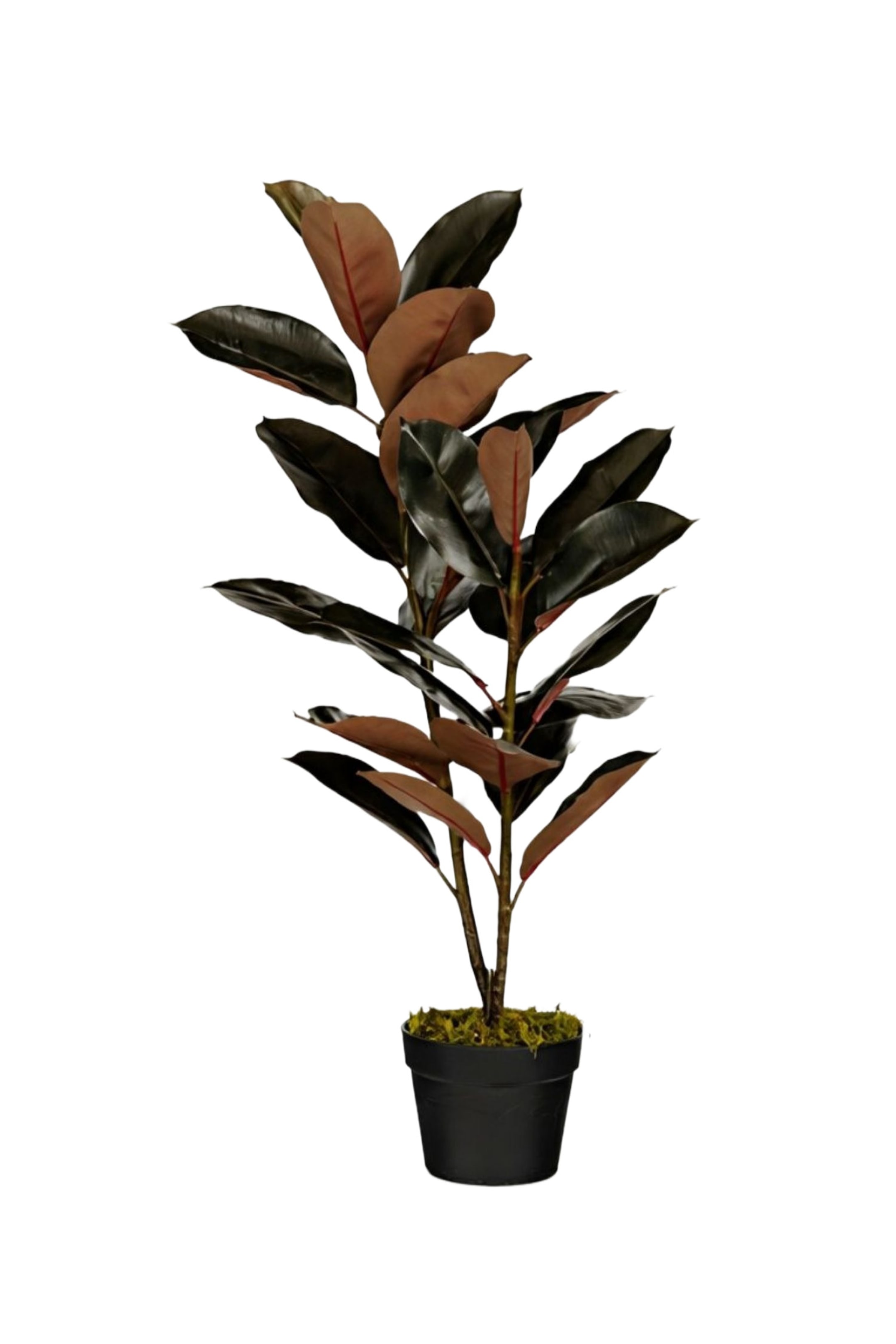 Agrandir l'image: Un ficus élastique en pot se tient droit, arborant de grandes feuilles vertes foncées et brillantes avec des revers rougeâtres et des tiges. Il est planté dans un pot noir avec de la mousse verte recouvrant le sol.