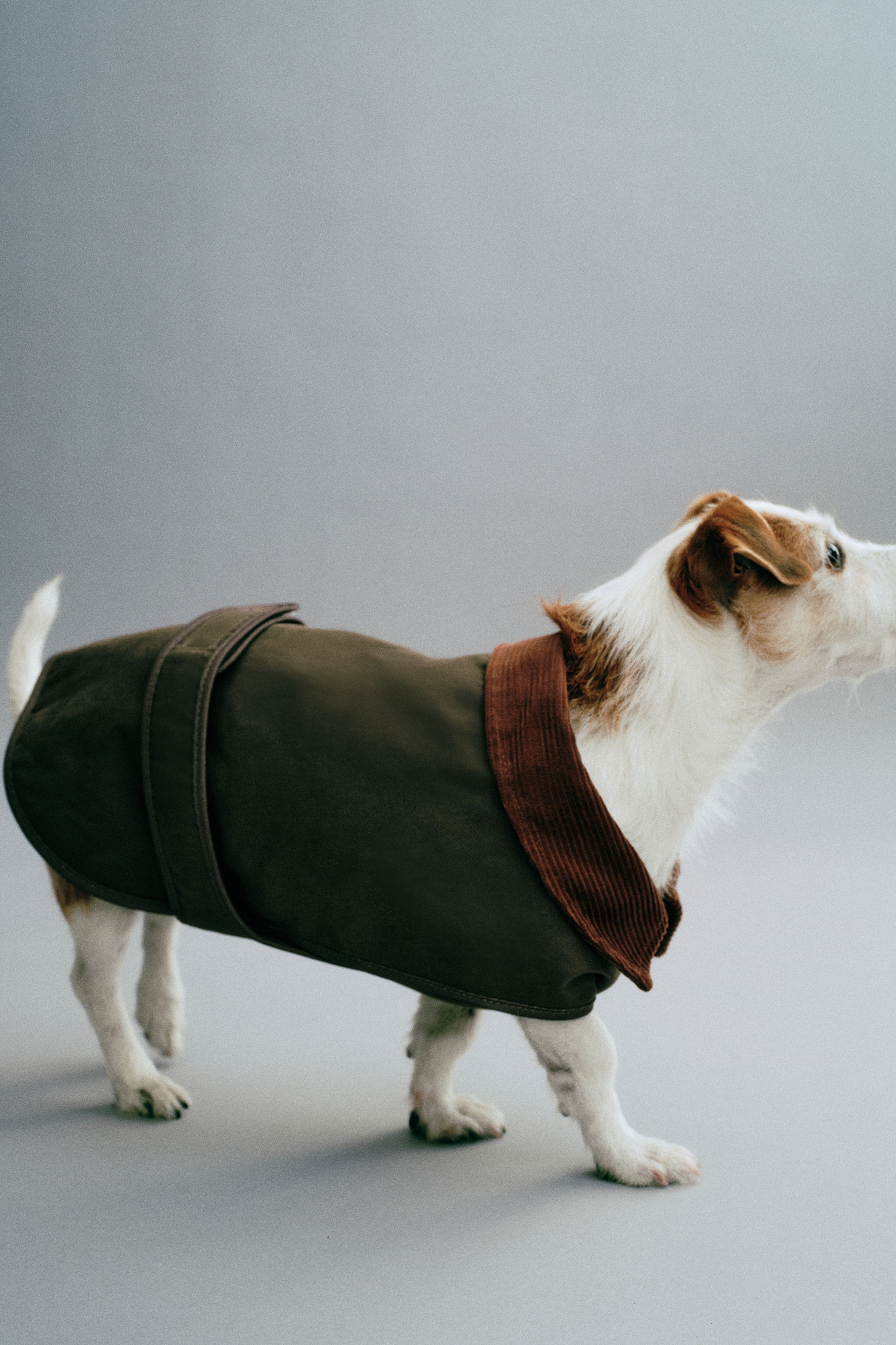 Manteau ciré pour chien