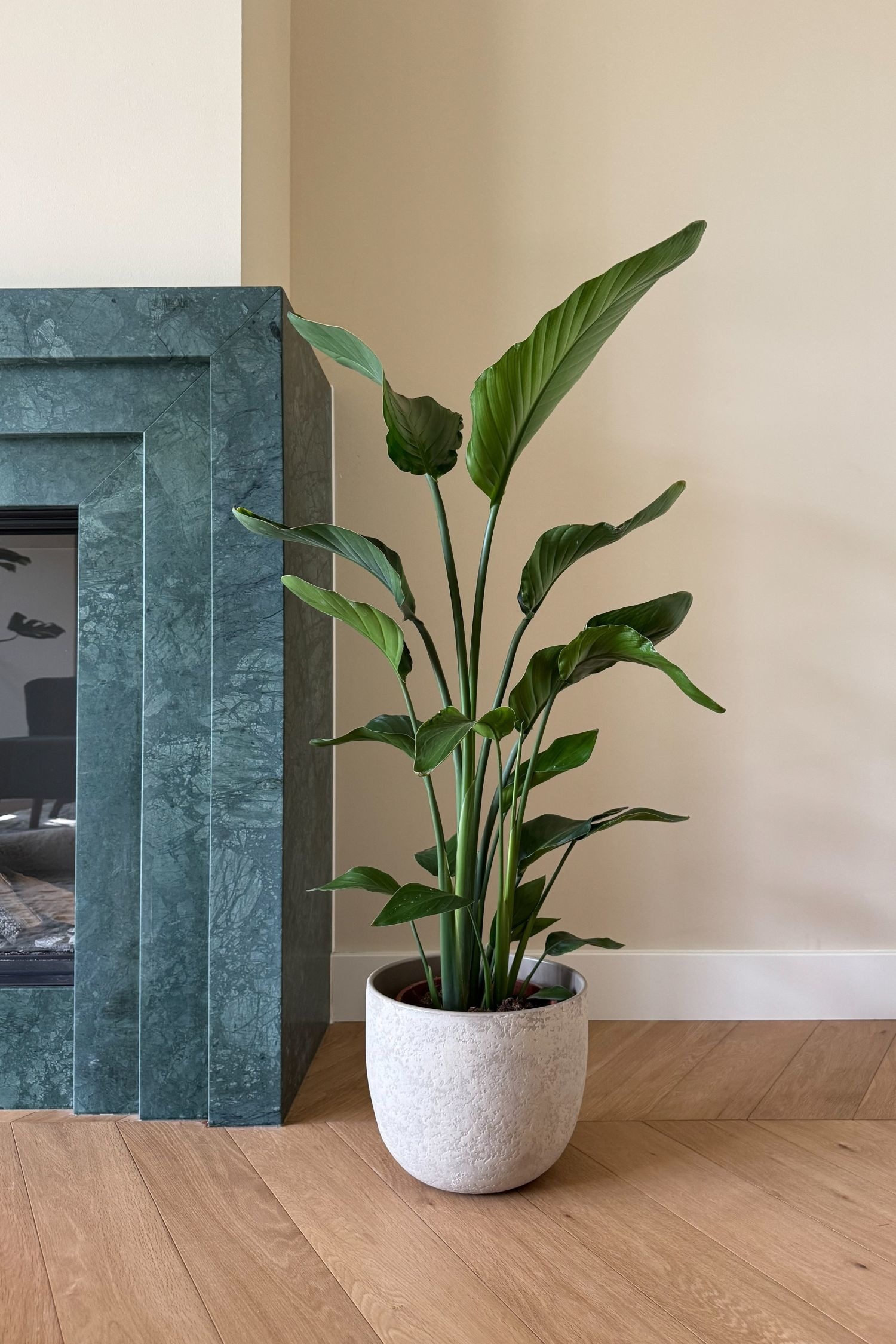 Strelitzia Birds Of Paradise Plant - H 55cm