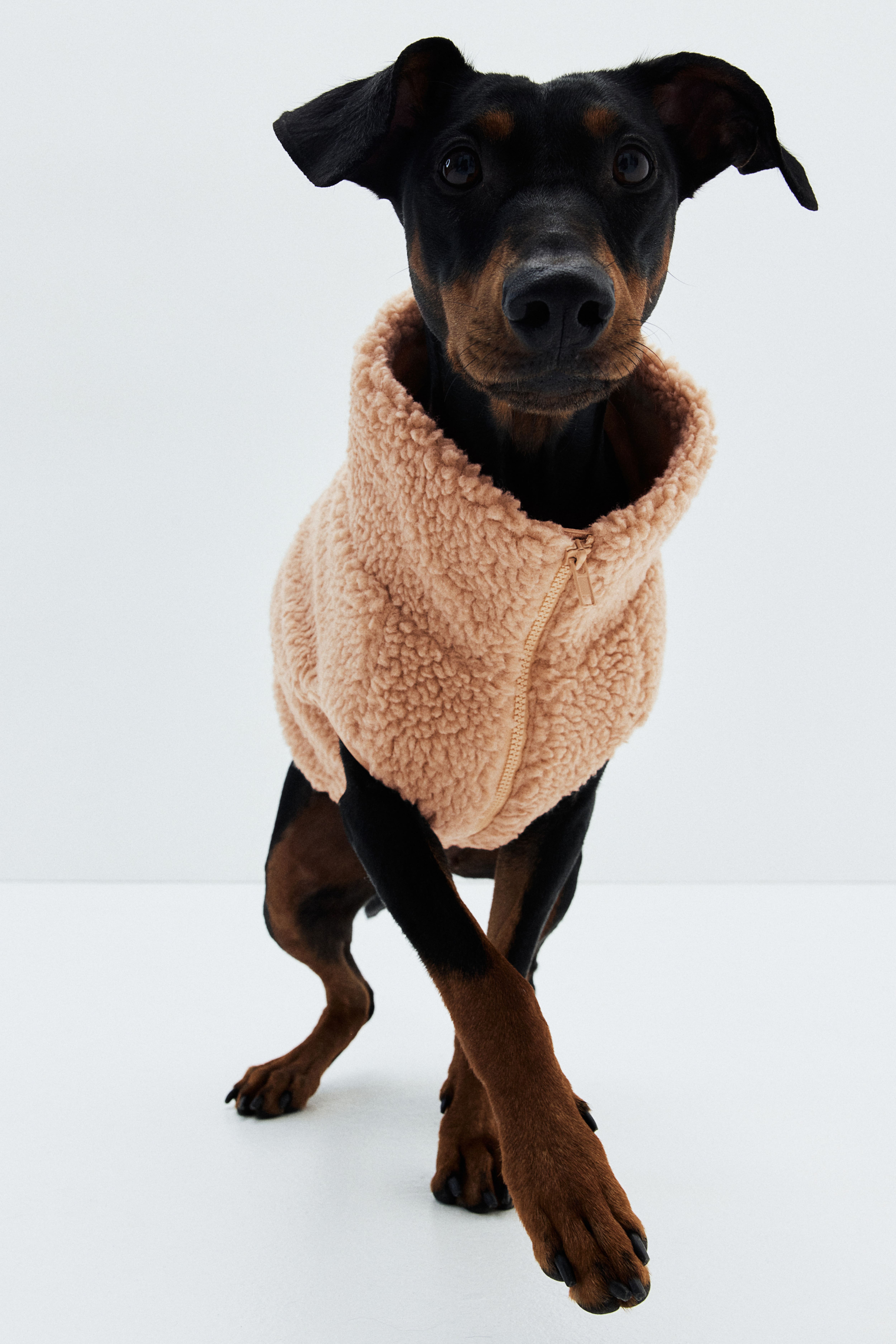 Dog shops jumper h&m