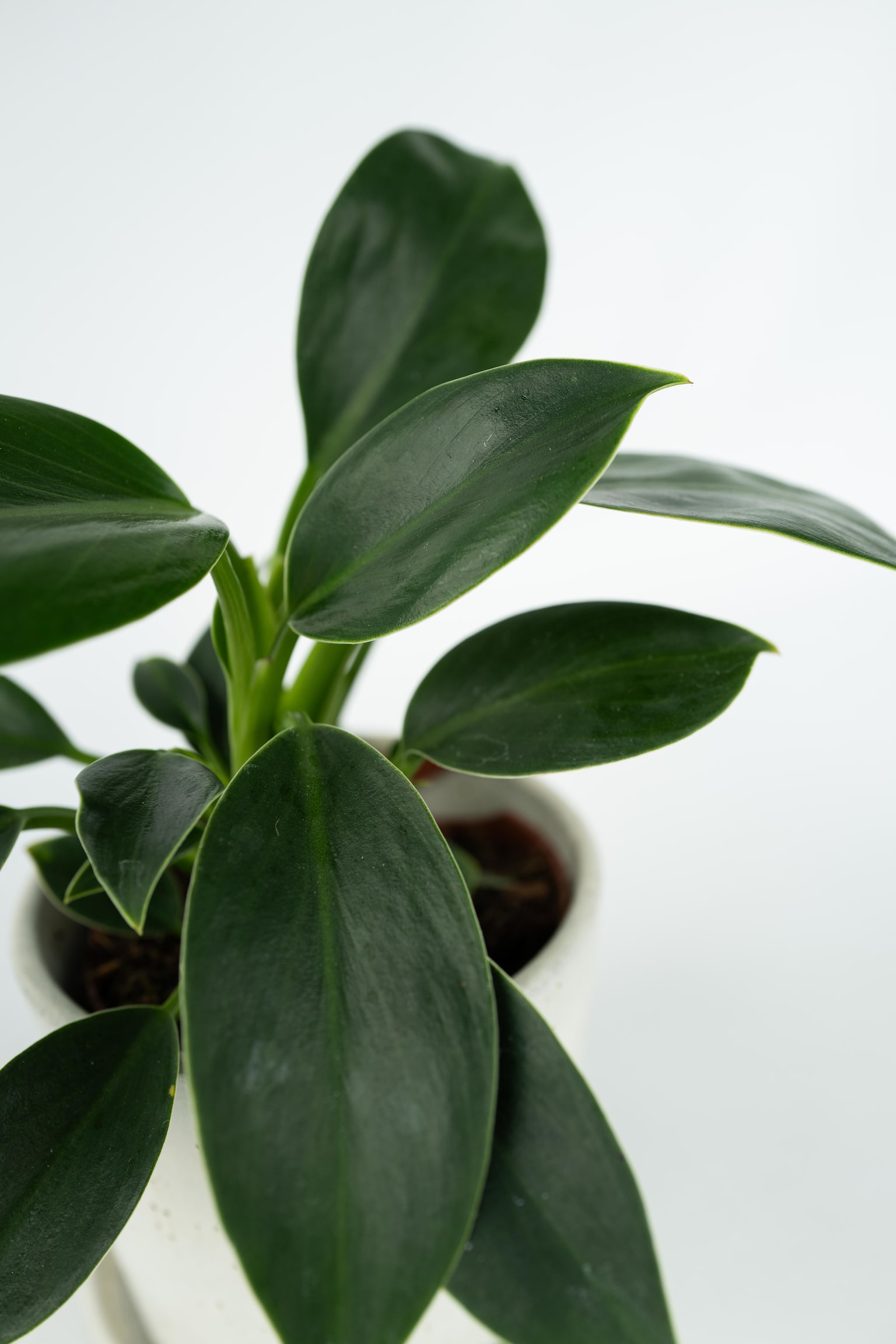 Philodendron Green Princess - Set Of 2 - H 20cm - 2