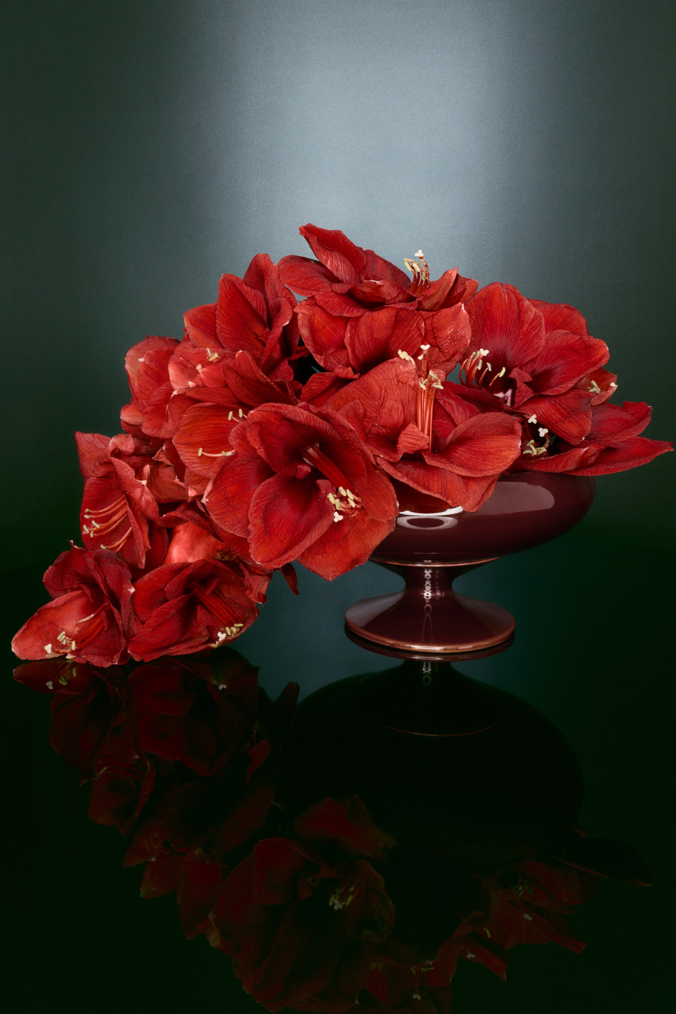 Agrandir l'image: Un large pot en grès à pied, au design arrondi, est présenté de face, mettant en valeur un émail réactif brillant d’un brun rougeâtre foncé. Le pot contient une composition dense d’amaryllis rouge profond qui retombe en cascade sur son côté.