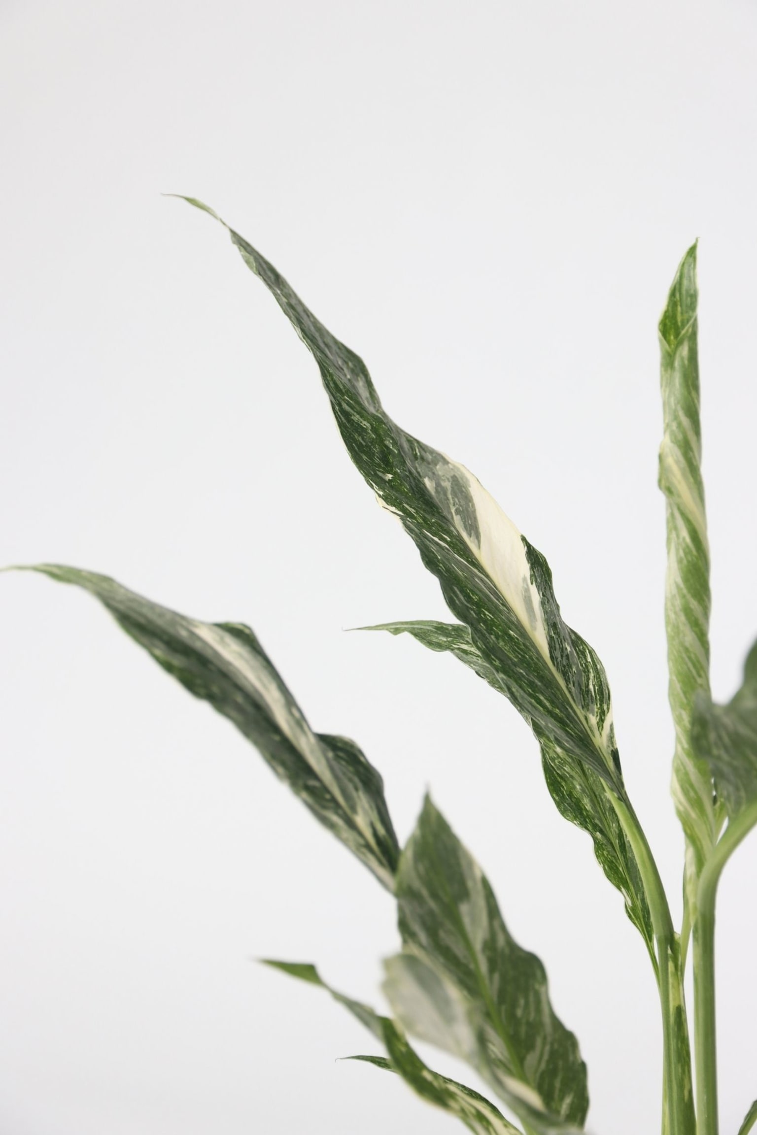 Spathiphyllum Diamond - Set Of 2 - H 40cm - 2