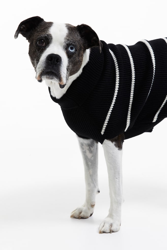 Rib-knit dog jumper - Black/Striped/Light blue/Striped - 4