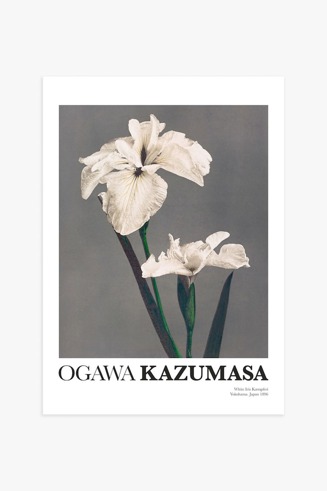 White Iris By Kazumasa Poster - Vit/grå - 1