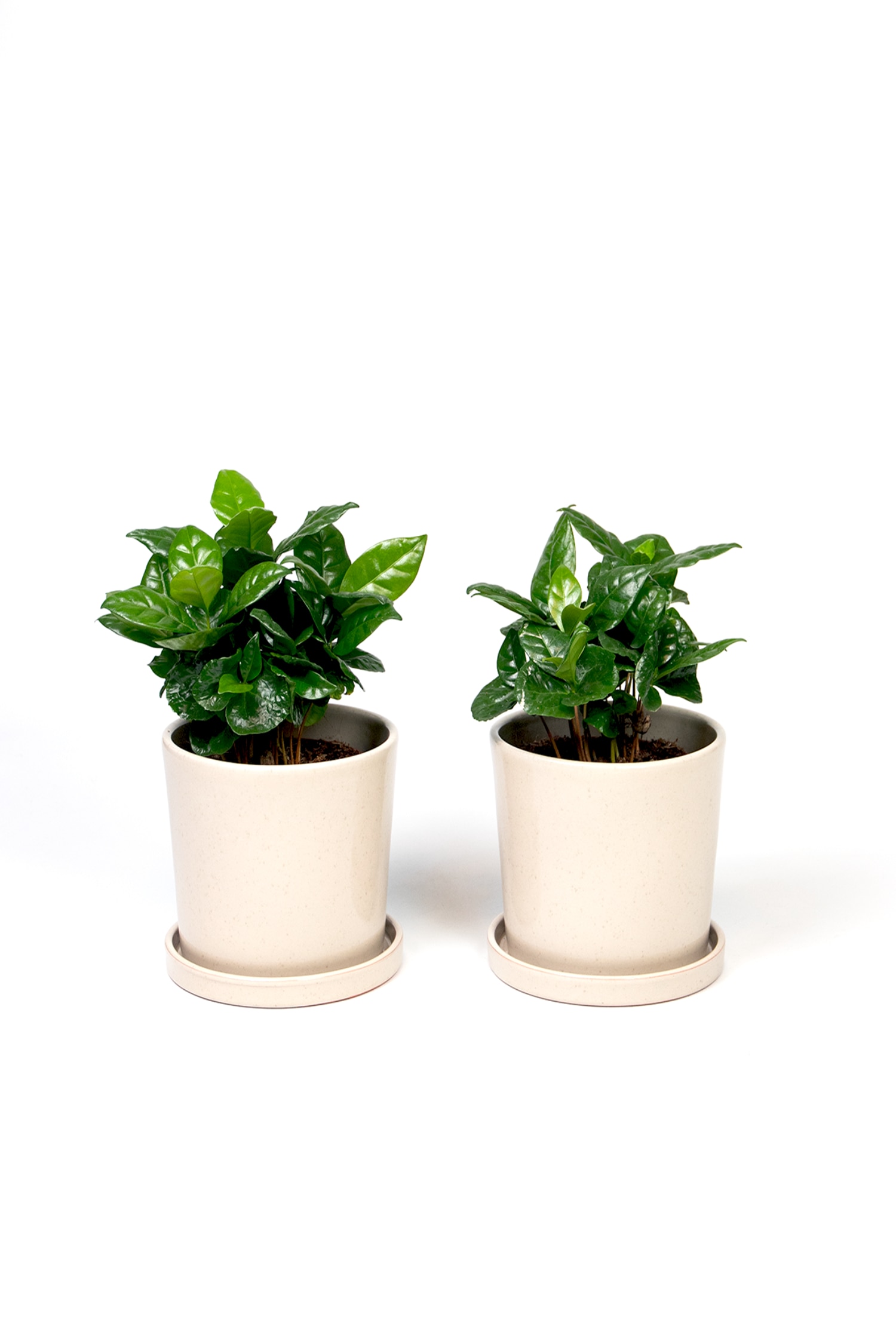 Coffea Arabica - 2er Set - H 25cm