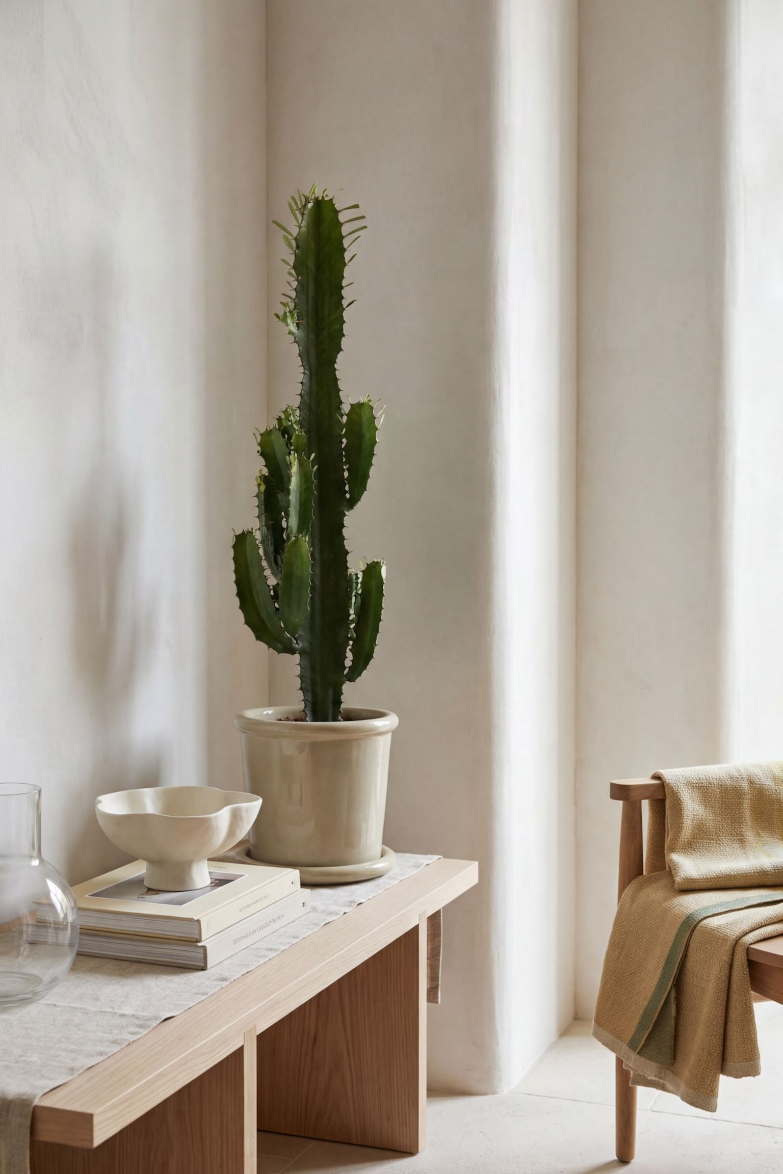 Euphorbia Cowboy Cactus - H 60cm - 1