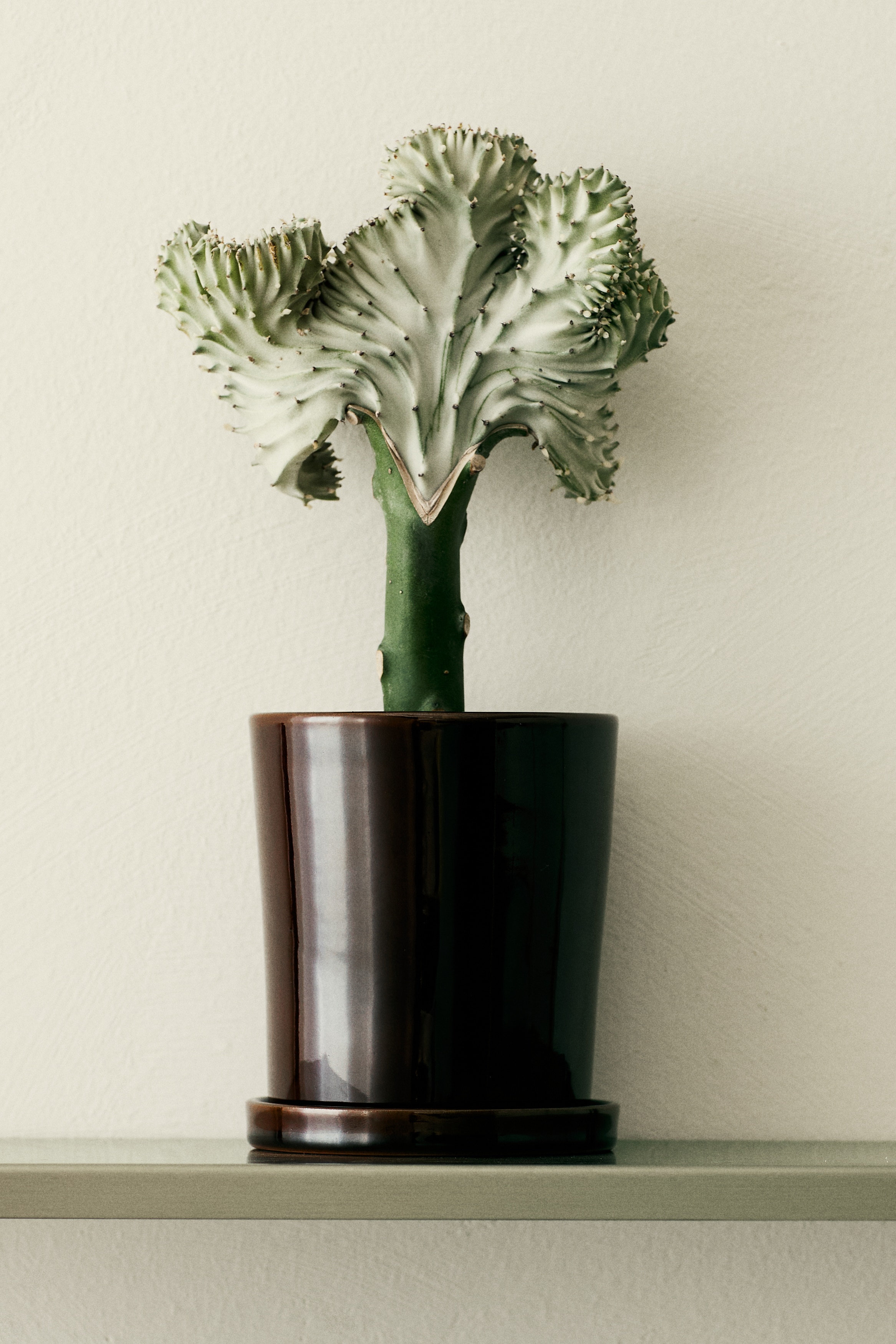 H & M - ハーブプランター&ソーサー S - ベージュ