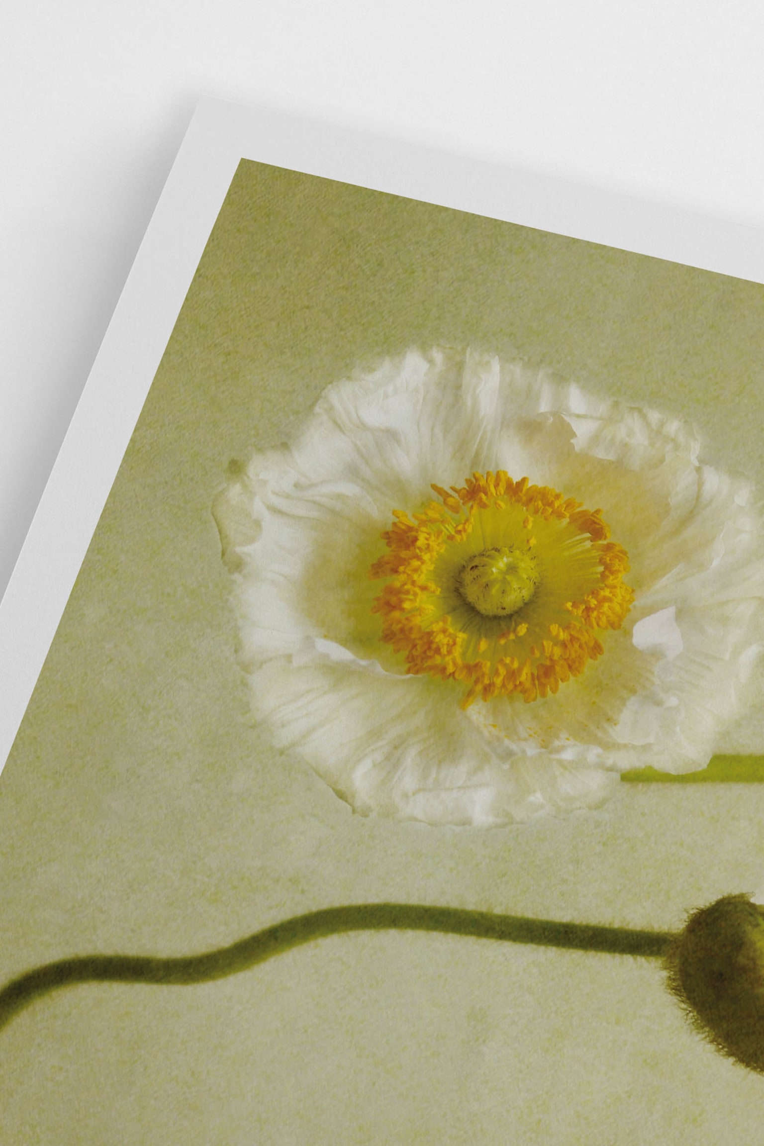 Iceland Poppy Poster - Green - 3