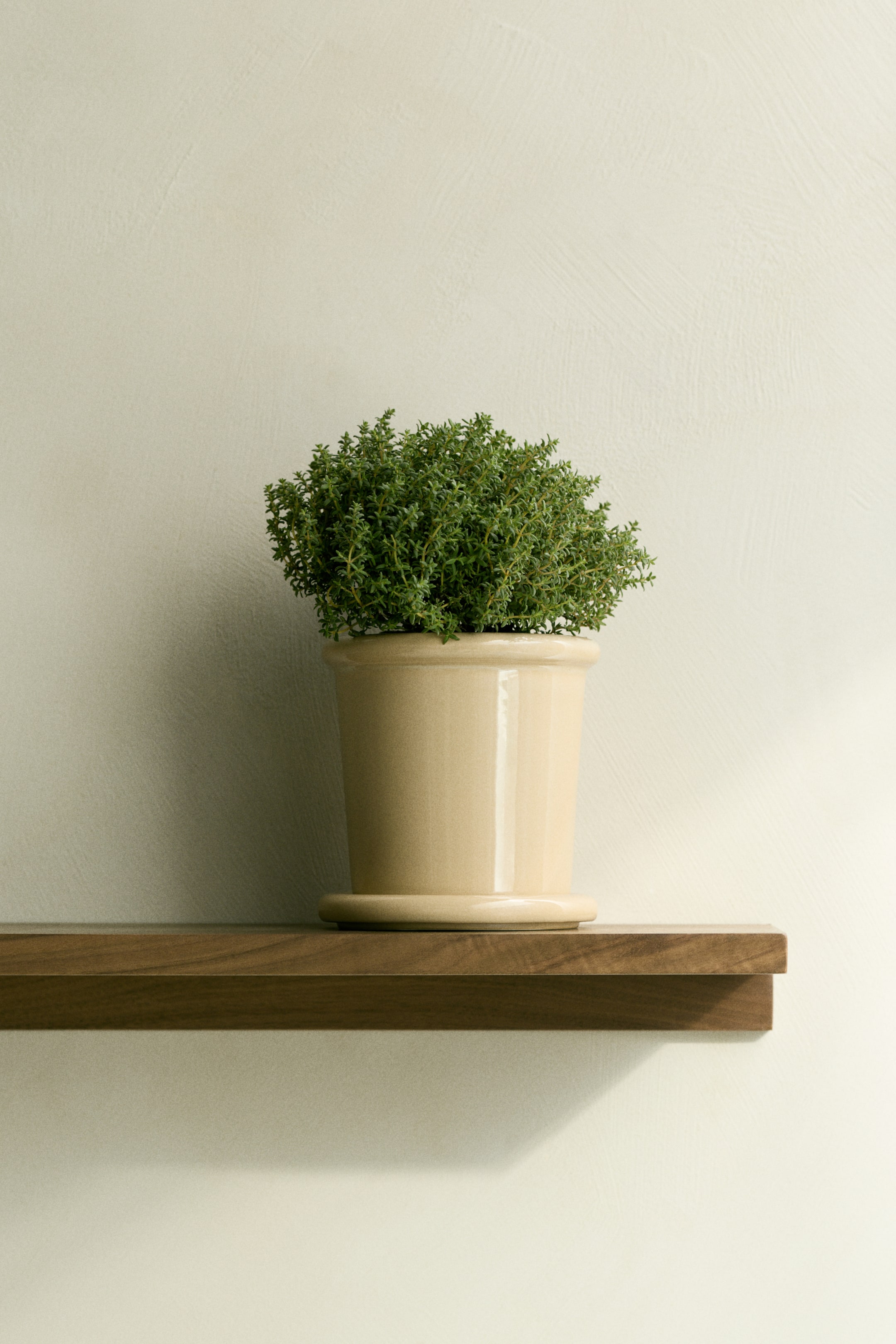 Agrandir l'image: Une plante verte à petites feuilles denses pousse dans un pot en céramique beige clair et brillant avec un rebord évasé, reposant sur une soucoupe ronde en céramique assortie.