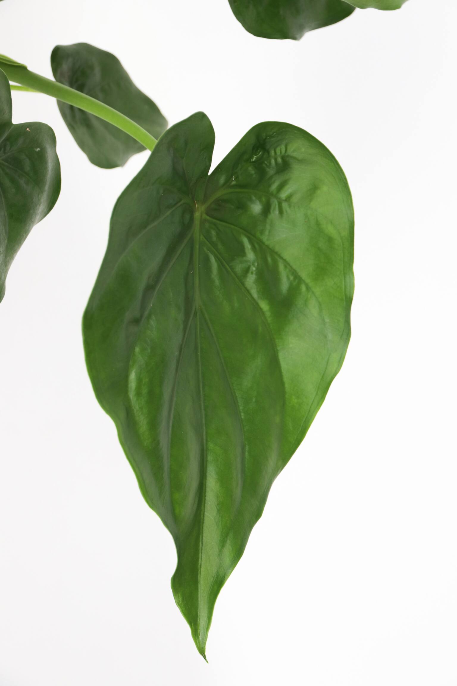 Alokasie Cucullata - H 70cm - 2