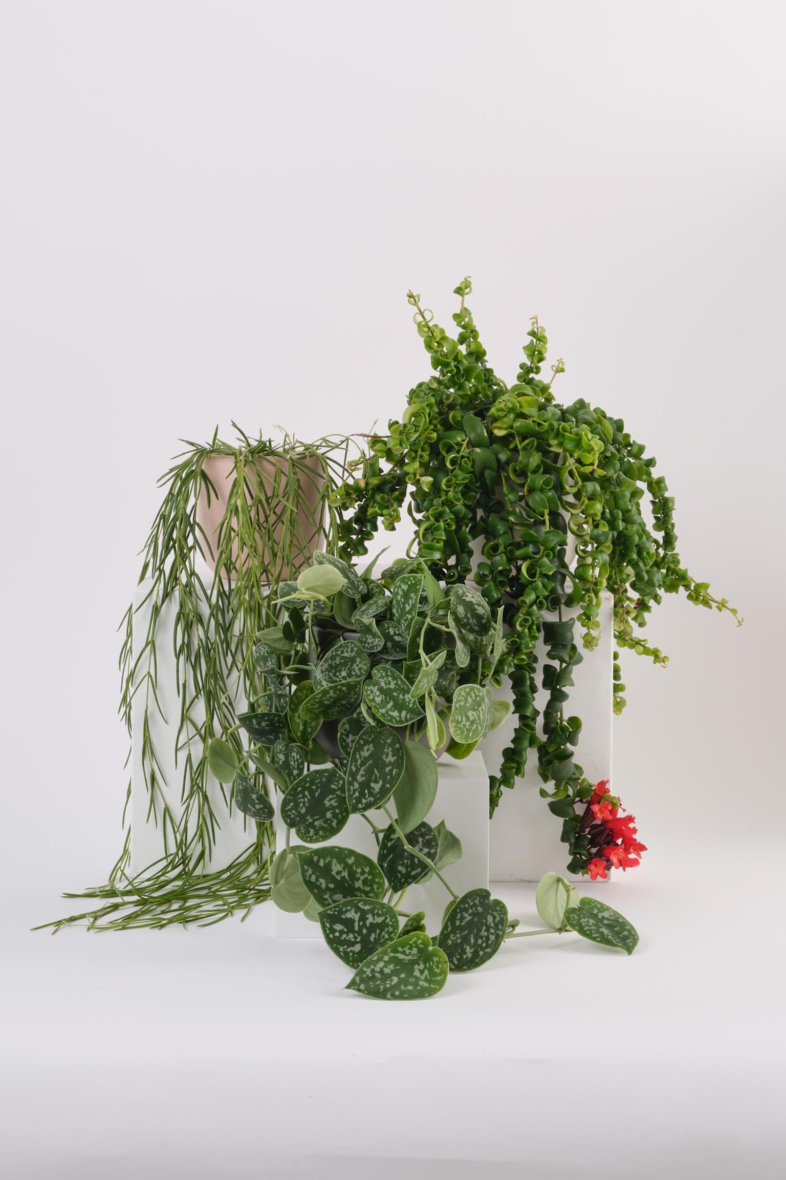 Hanging Plant Bundle - Set Of 3 - 1