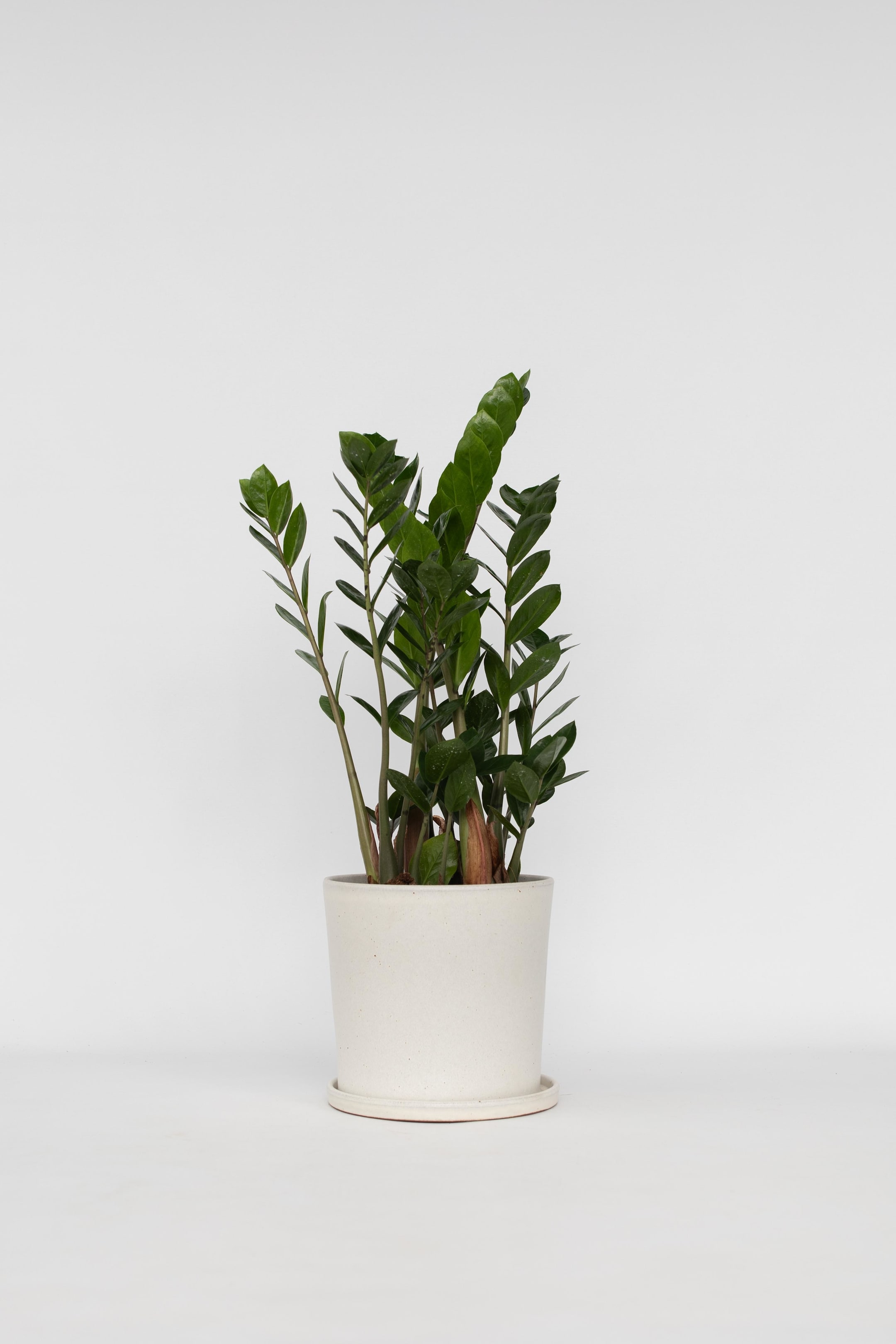 View larger image: Zamioculcas Zamiifolia Zz Plant - H 55cm - Plant in a Box - Home All | H&M GB 2