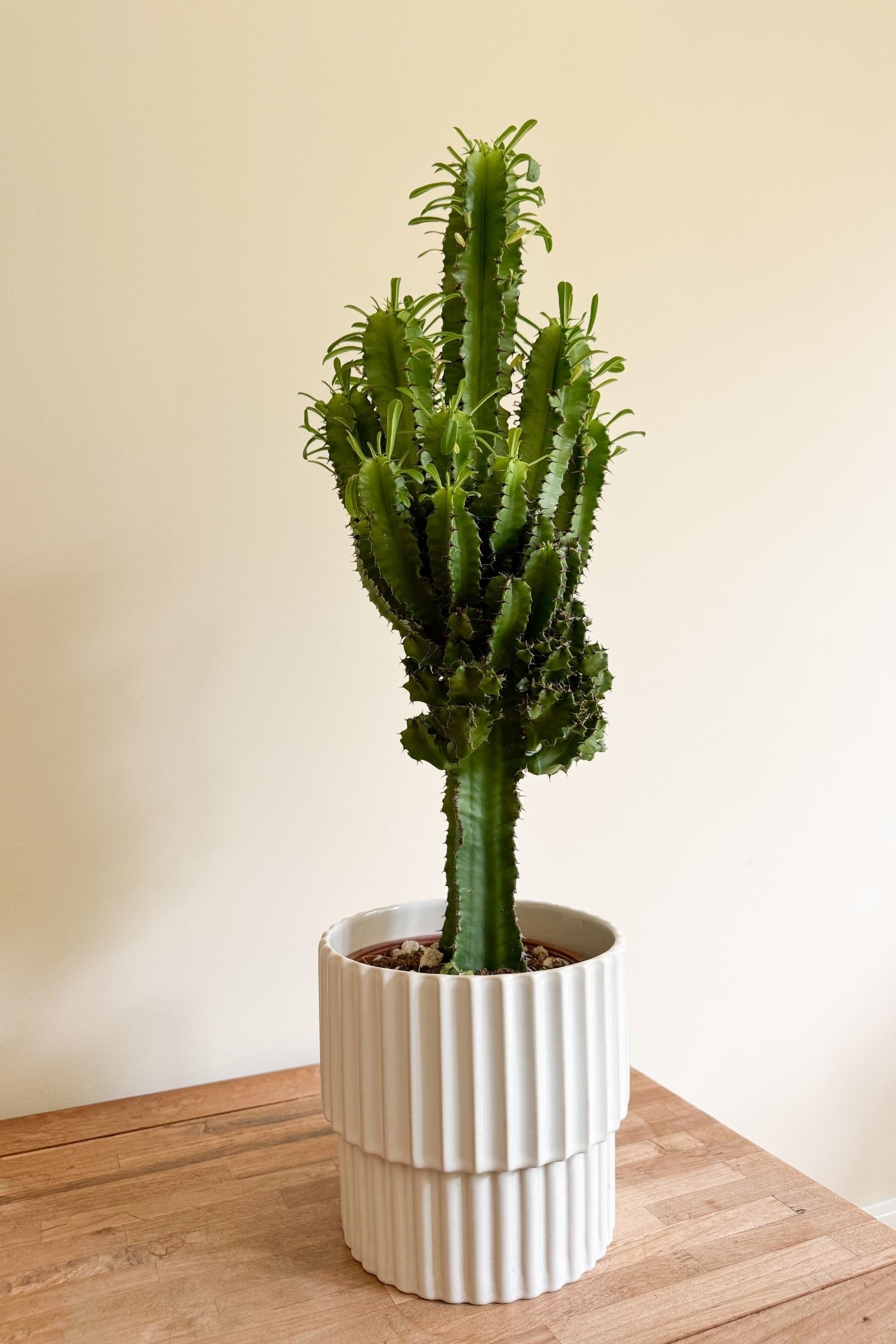 Euphorbia Cowboy Cactus - H 50cm