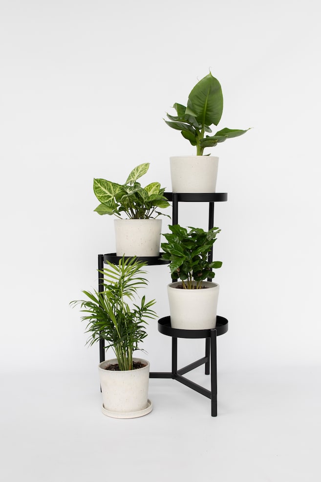 4 Plantes D'intérieur Purificatrices D'air - H 25cm - 1