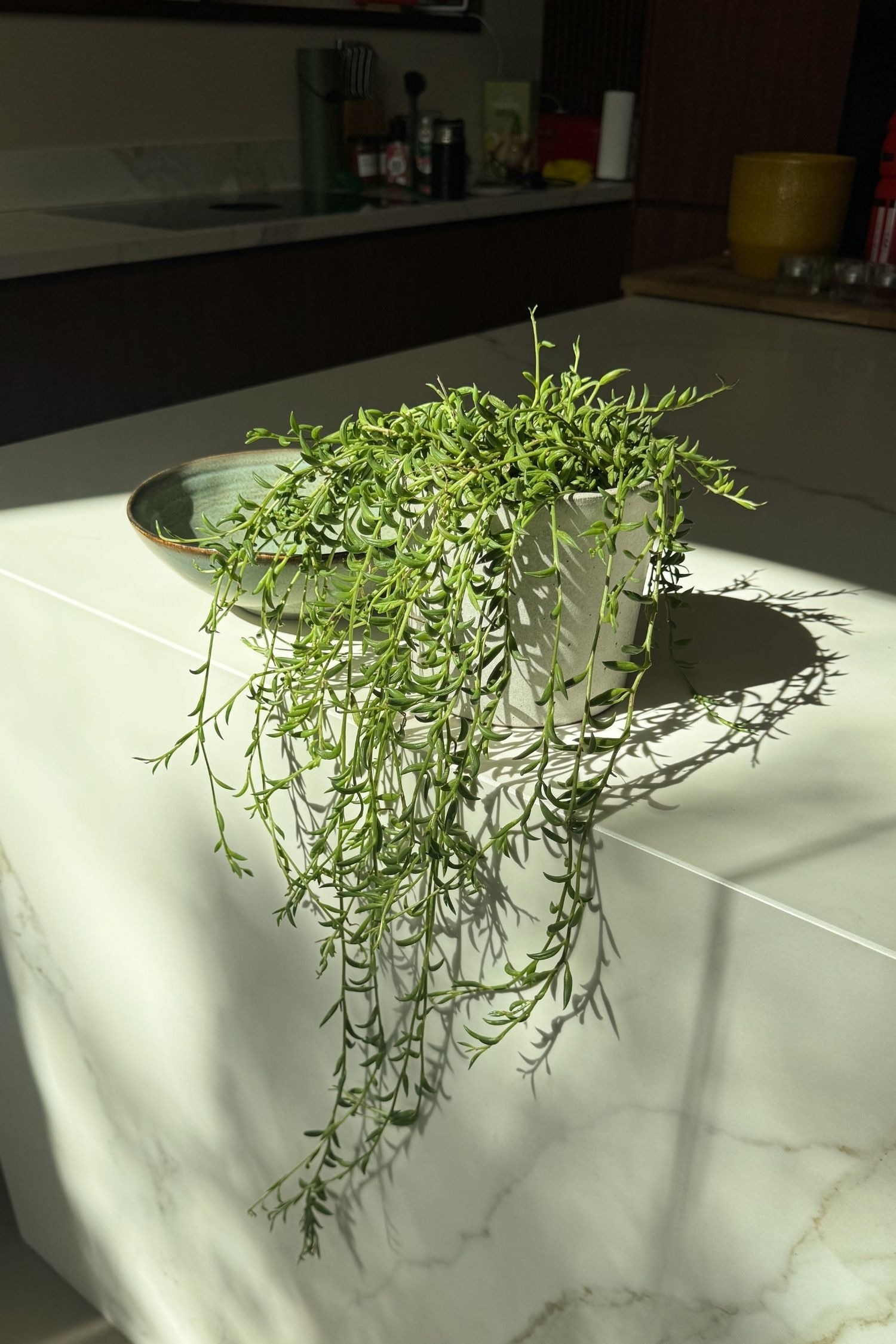 Senecio Radicans - String Of Bananas - H 10cm