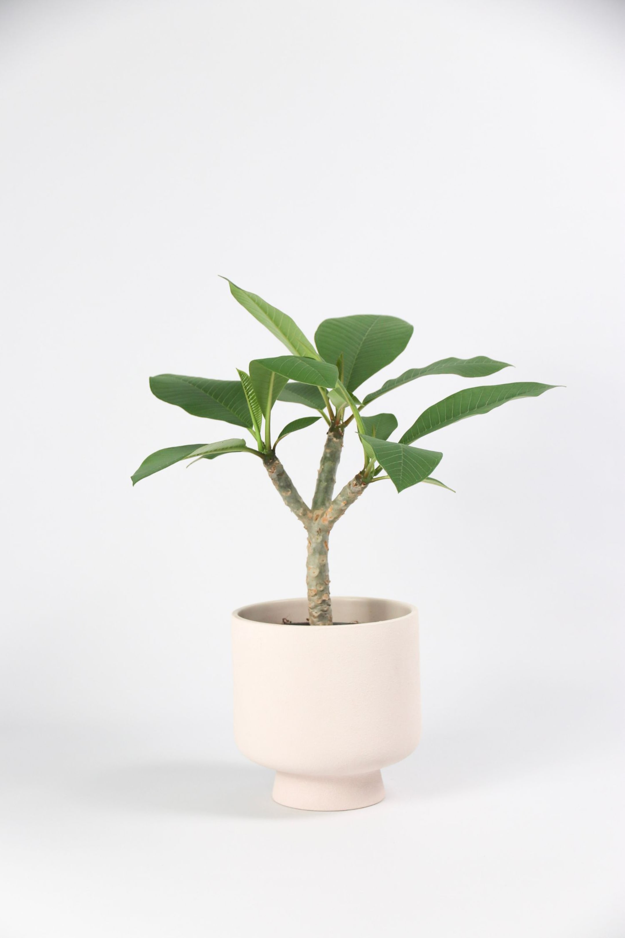 Plumeria Frangipani Hawaii - H 55cm - Home All | H&M SE 1