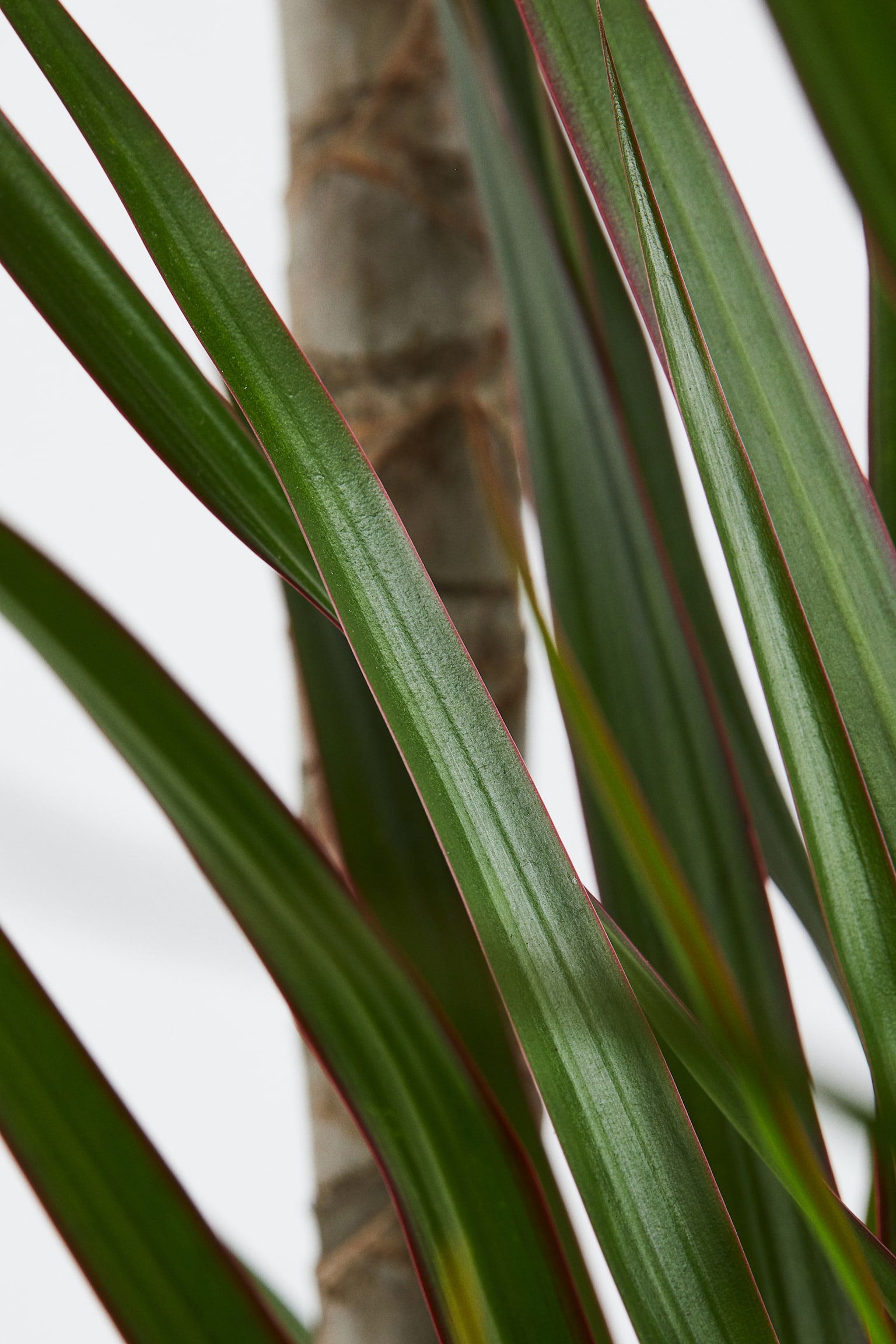 Dracaena Marginata - H 150cm - 3