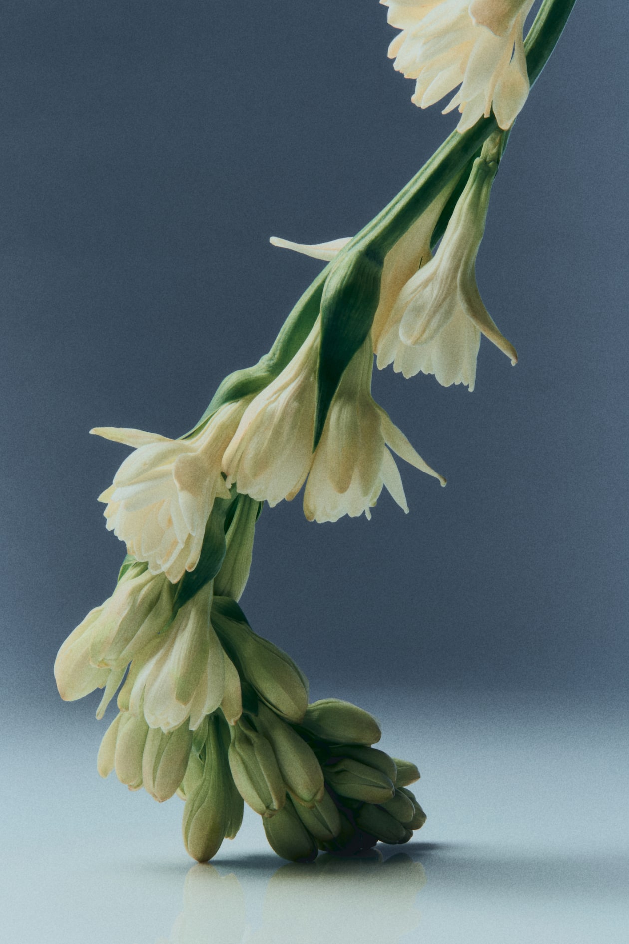 Pearl Dream EDP - image 5